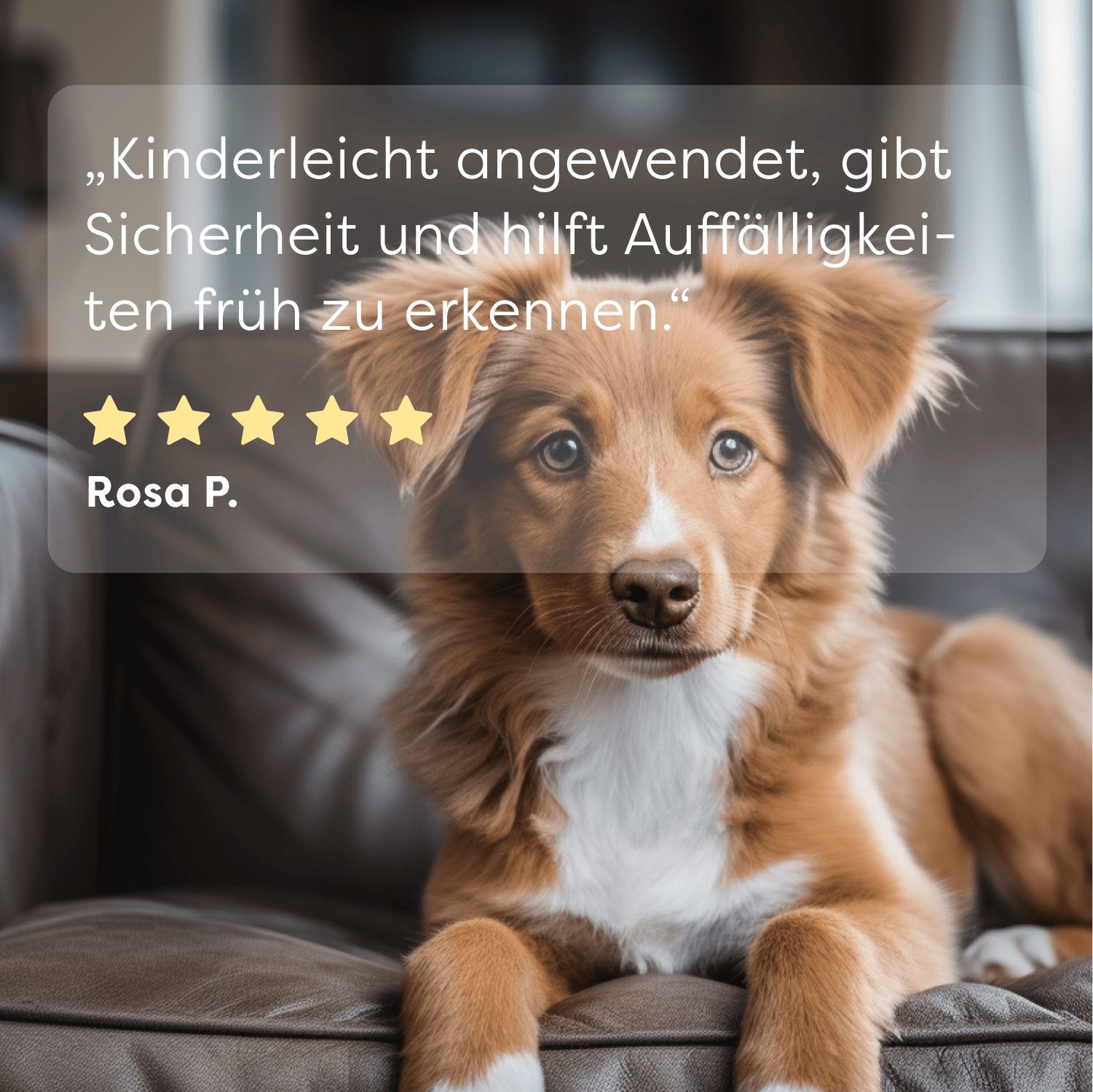 Dr. SAM Nährstoffmangeltest Dr. SAM UrinCheck – 1-Minuten Urintest für Hunde & Katzen, 1-tlg. – Bild 5 von 5