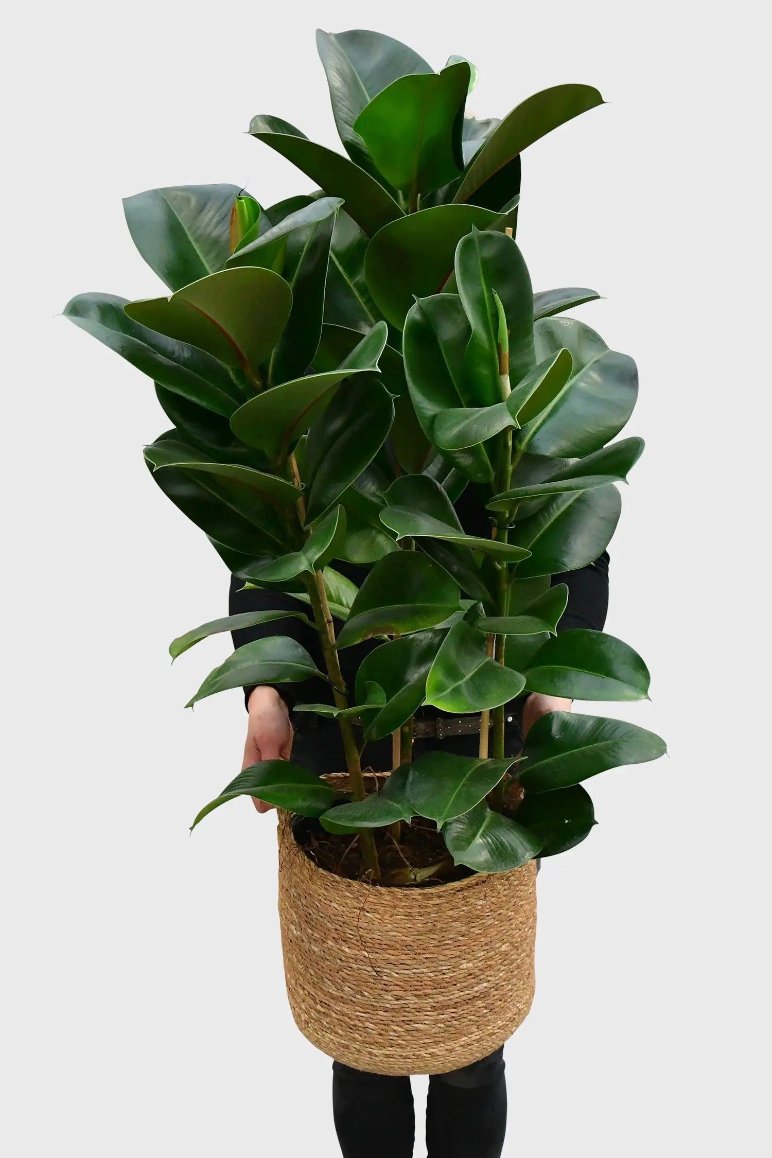 Green Me Up Zimmerpflanze Großer Gummibaum, Kompakter Wuchs, Buntlaubig günstig online kaufen