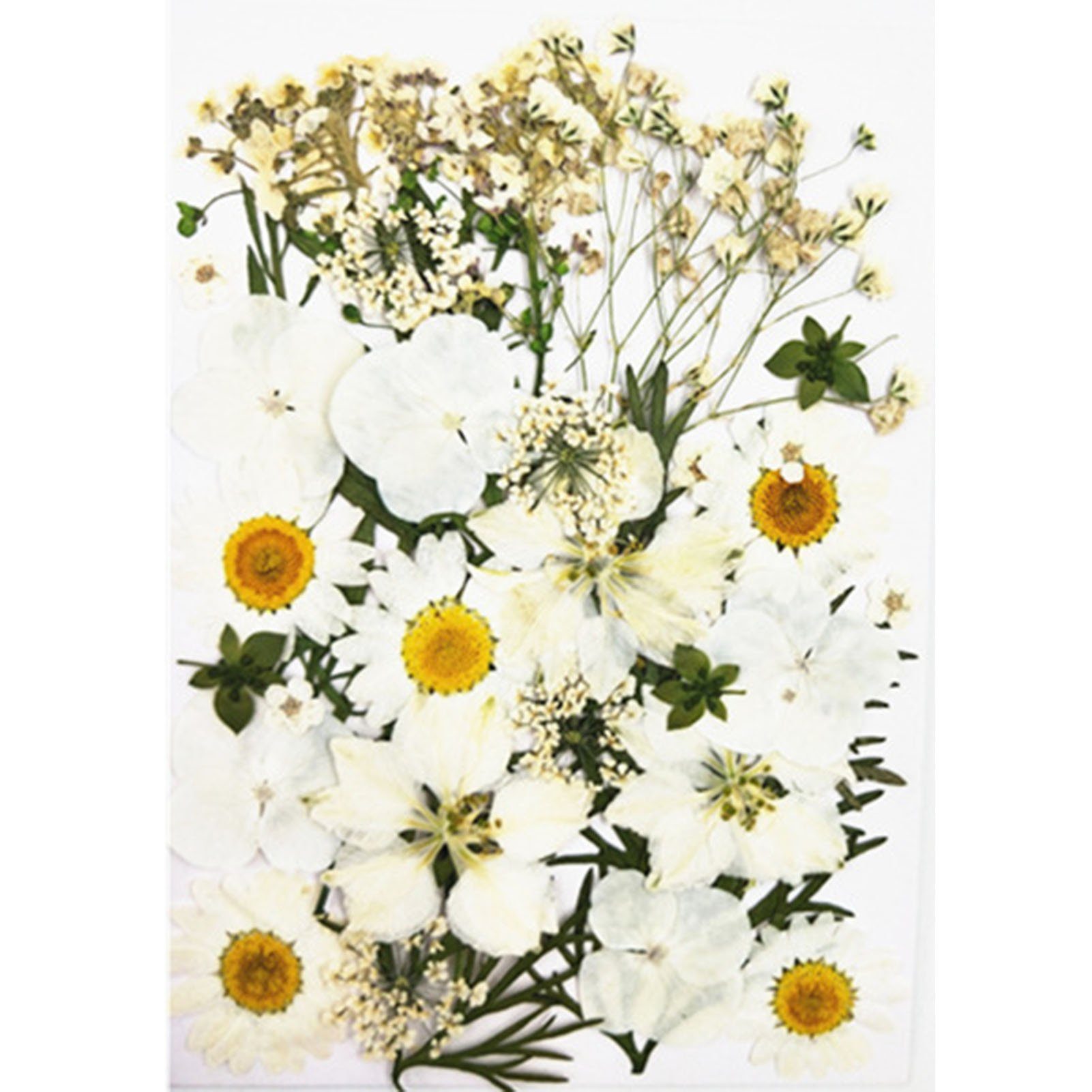 Trockenblume DIY Trockenblumen-Material-Set, Modische Gepresste Blumen, Pflanzen, Blusmart, Trockenblume whiteA