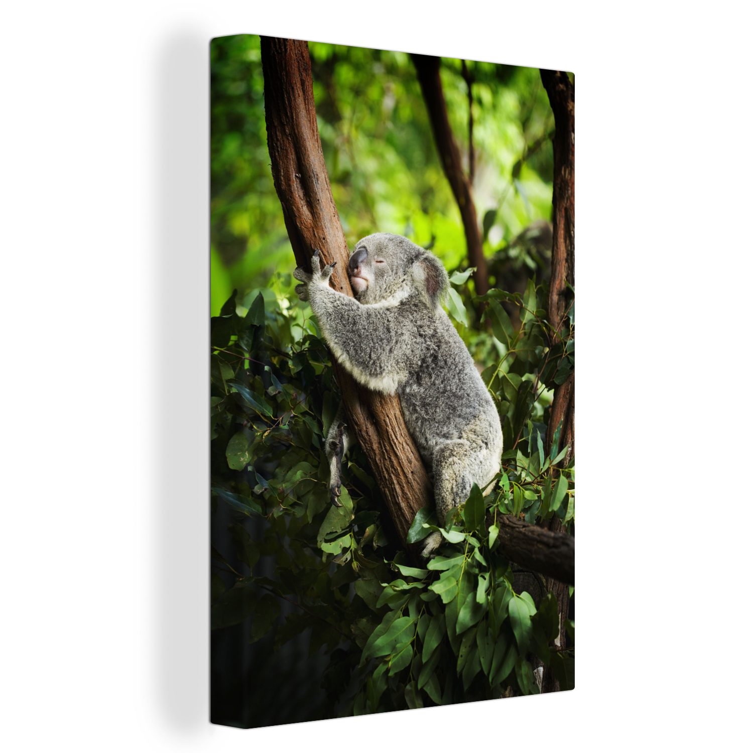 OneMillionCanvasses® Leinwandbild Koala - Schlafend - Baum, (1 St), Leinwandbild fertig bespannt inkl. Zackenaufhänger, Gemälde, 20x30 cm