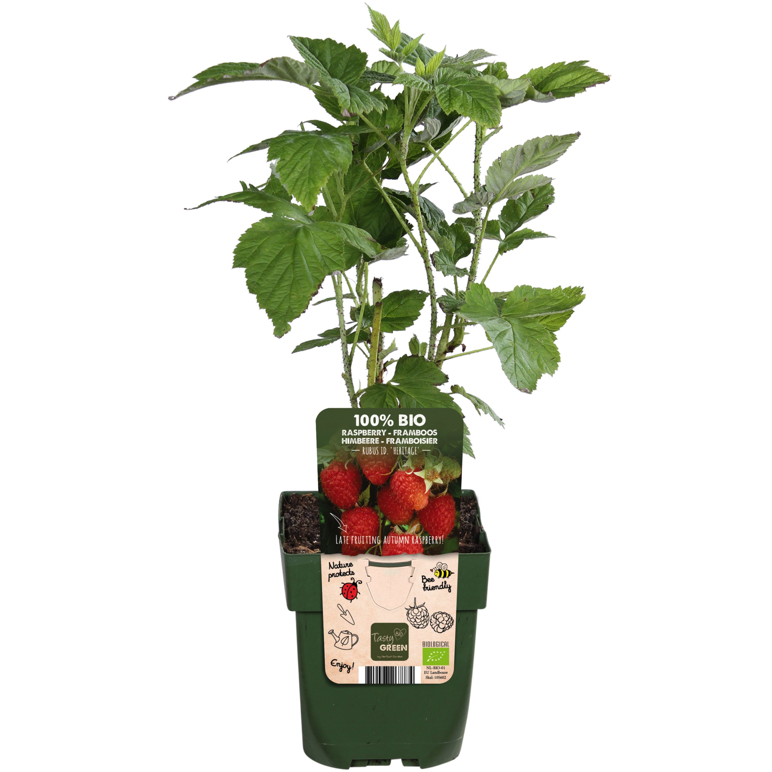Dehner Obstpflanze Bio Himbeere Heritage, sehr süsse dunkelrote Früchte, 30-50 cm