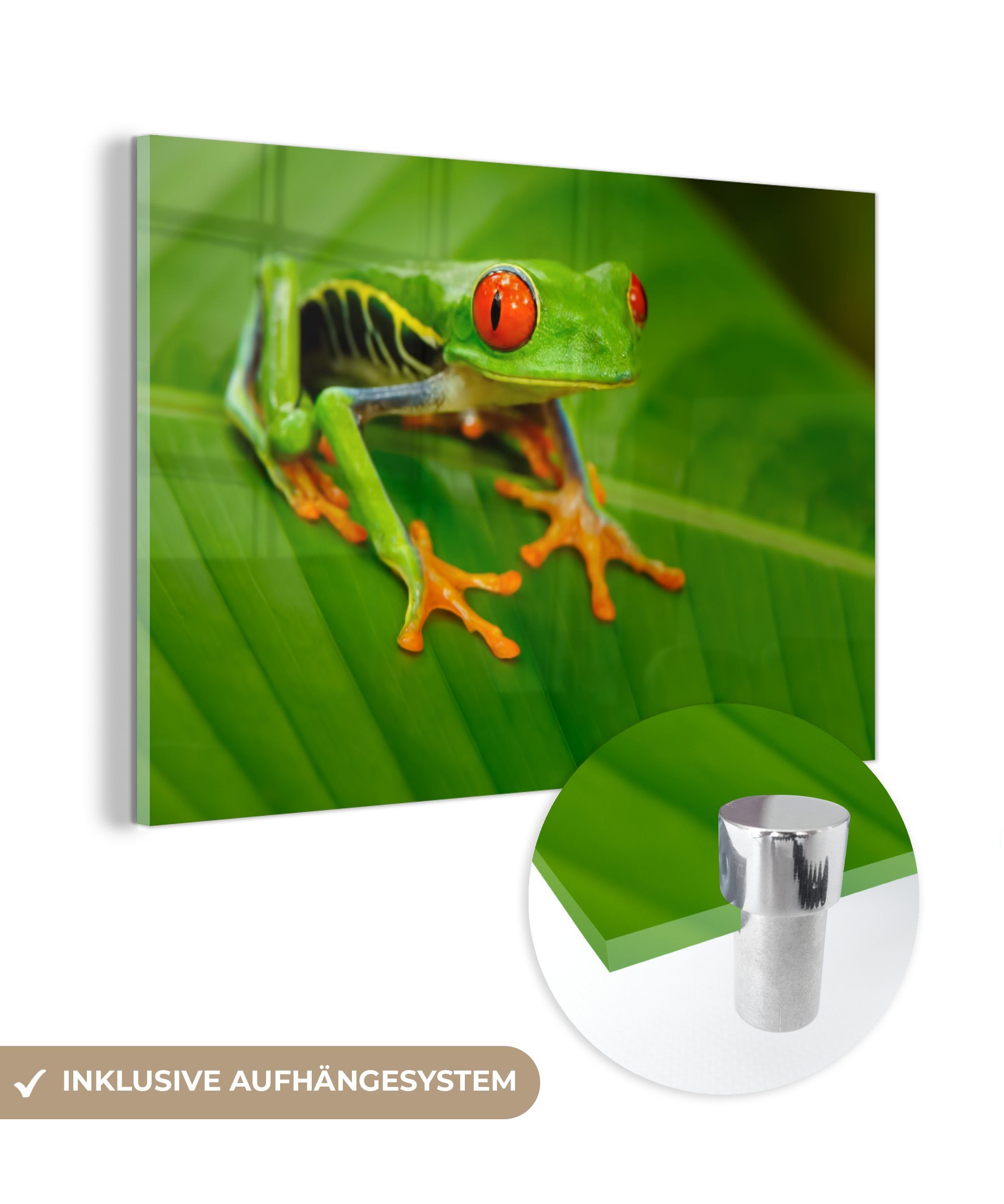 MuchoWow Acrylglasbild Frosch - Blatt - Reptil, (1 St), Acrylglasbilder Wohnzimmer & Schlafzimmer