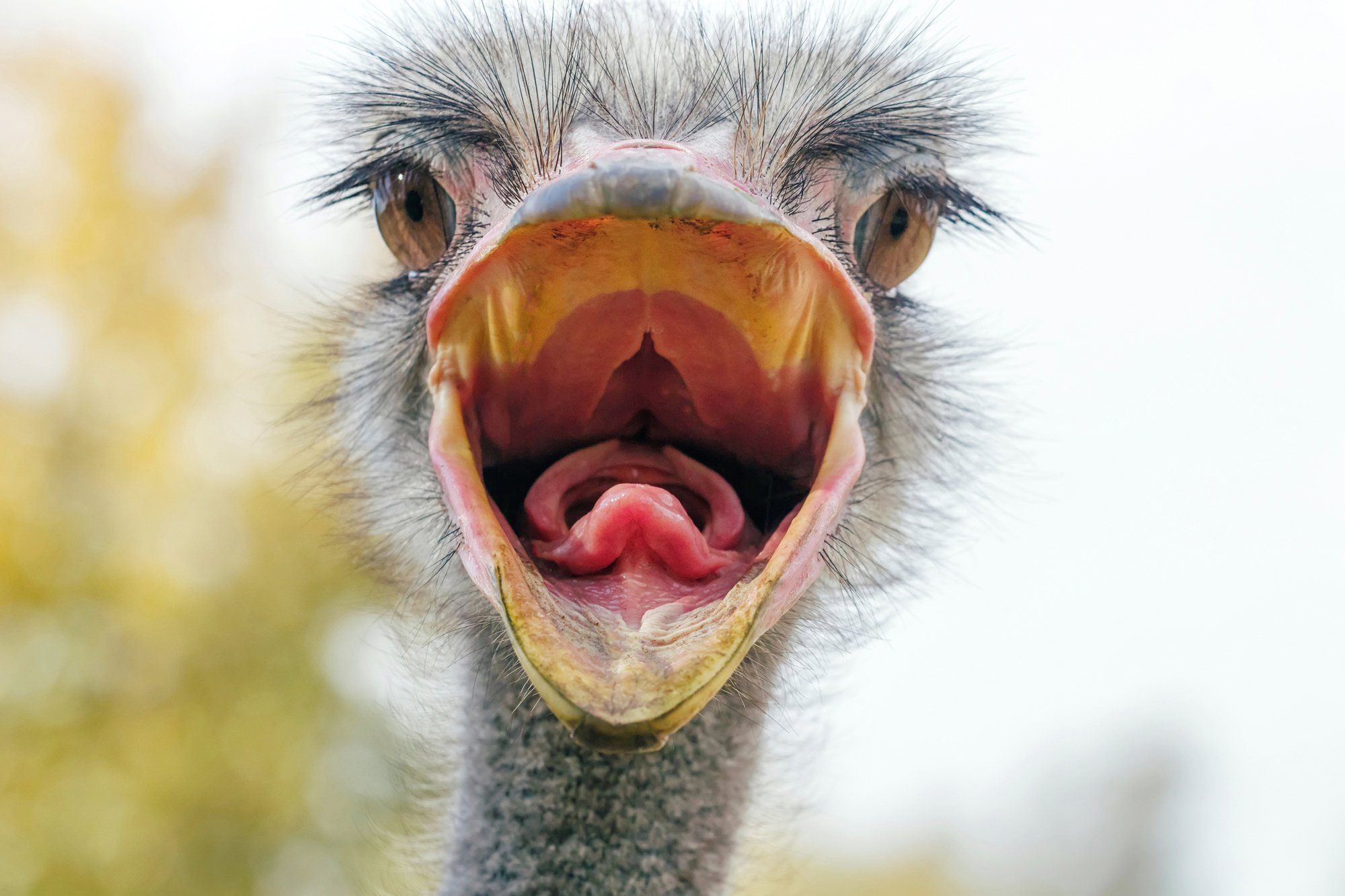 Papermoon Fototapete VOGEL STRAUßHUMOR PORTRÄT VOGEL AFRIKA SAVANNE