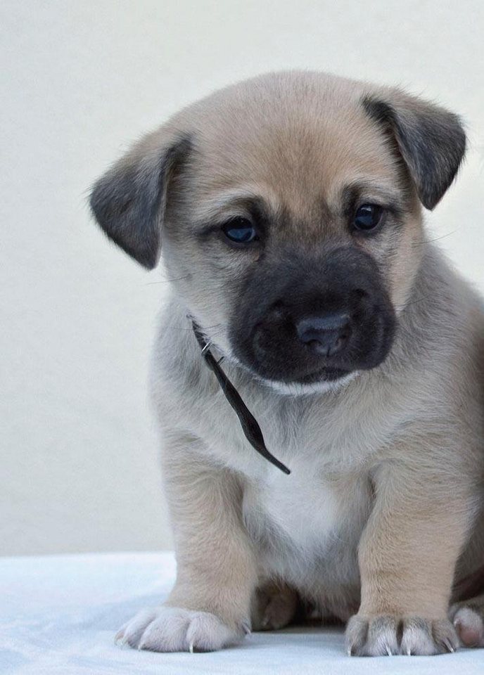 Fototapete, Rasch, »Hund 186/260« online kaufen OTTO