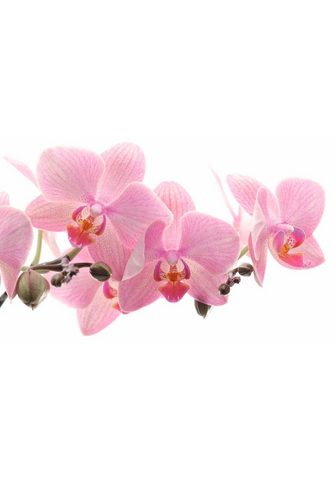 RASCH Фотообои »Orchidee« mehrfa...