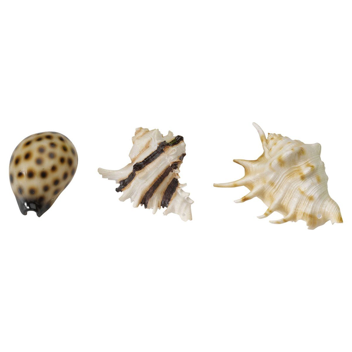 Europet-Bernina Aquariendeko Aquarium Dekoration Sea Shell Mix
