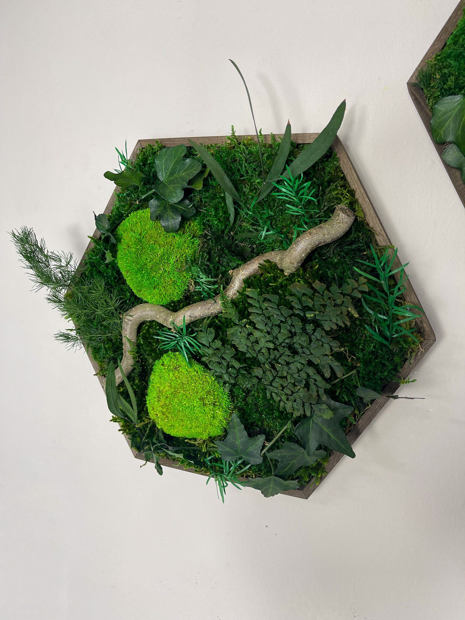 Gedankenwunder Manufaktur Bild Efeuwald Moosbild mit Ast & Efeu Hexagon Sechseck Wabe