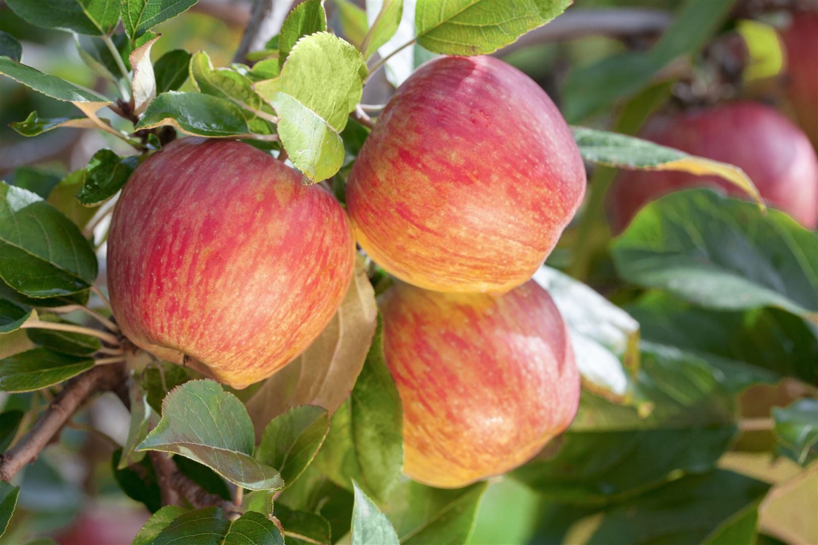 Pflanzen für Dich Obstpflanze Malus 'Gala', 1 St., Gala-Apfel, Apfelbaum, rote Früchte, süßaromatisch