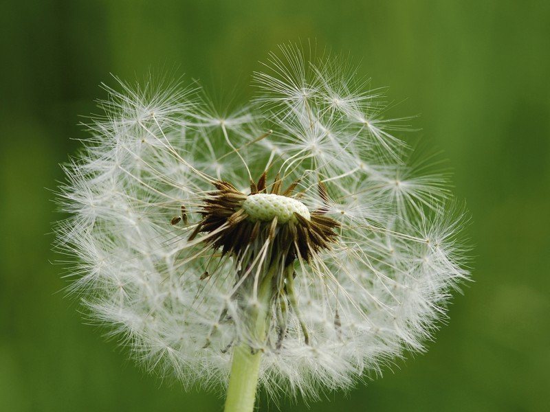 Artland Poster, Leinwandbild »Pflanzen Blumen Pusteblume