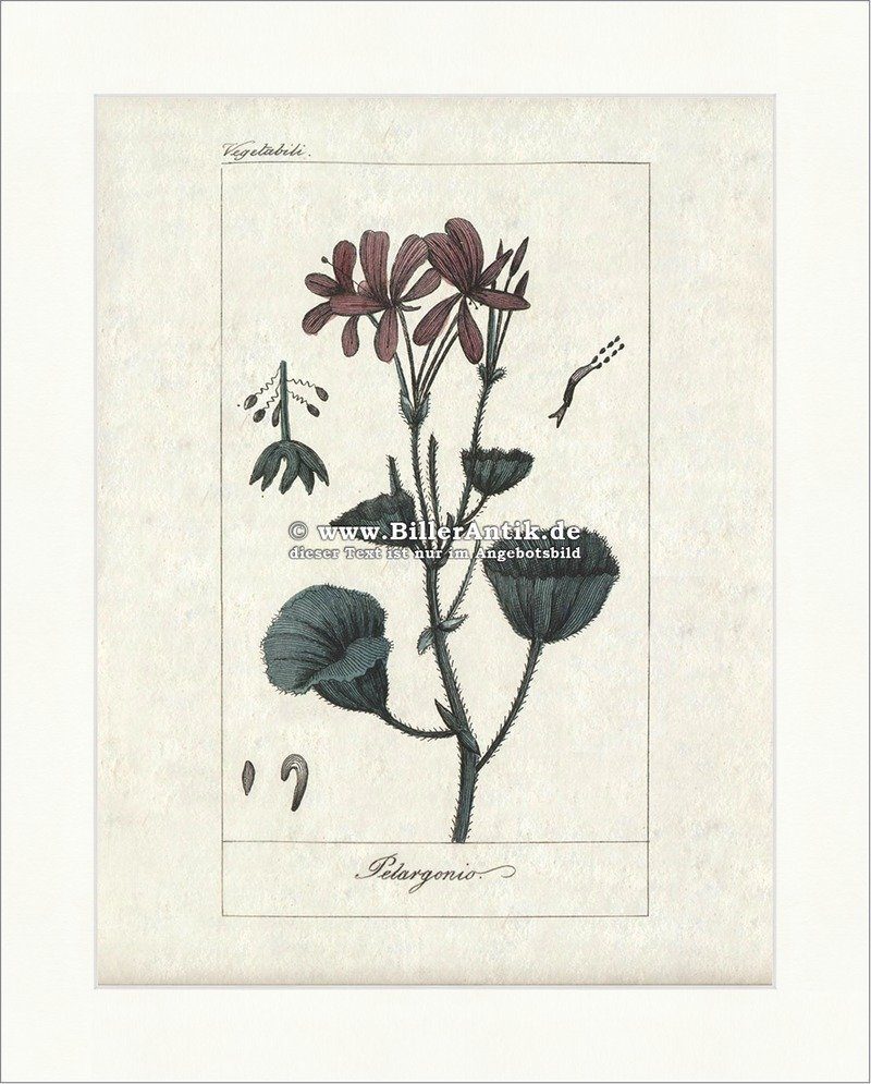Kunstdruck Pelargonien Storchschnabelgewächse Gernaiaceae Zierpflanze