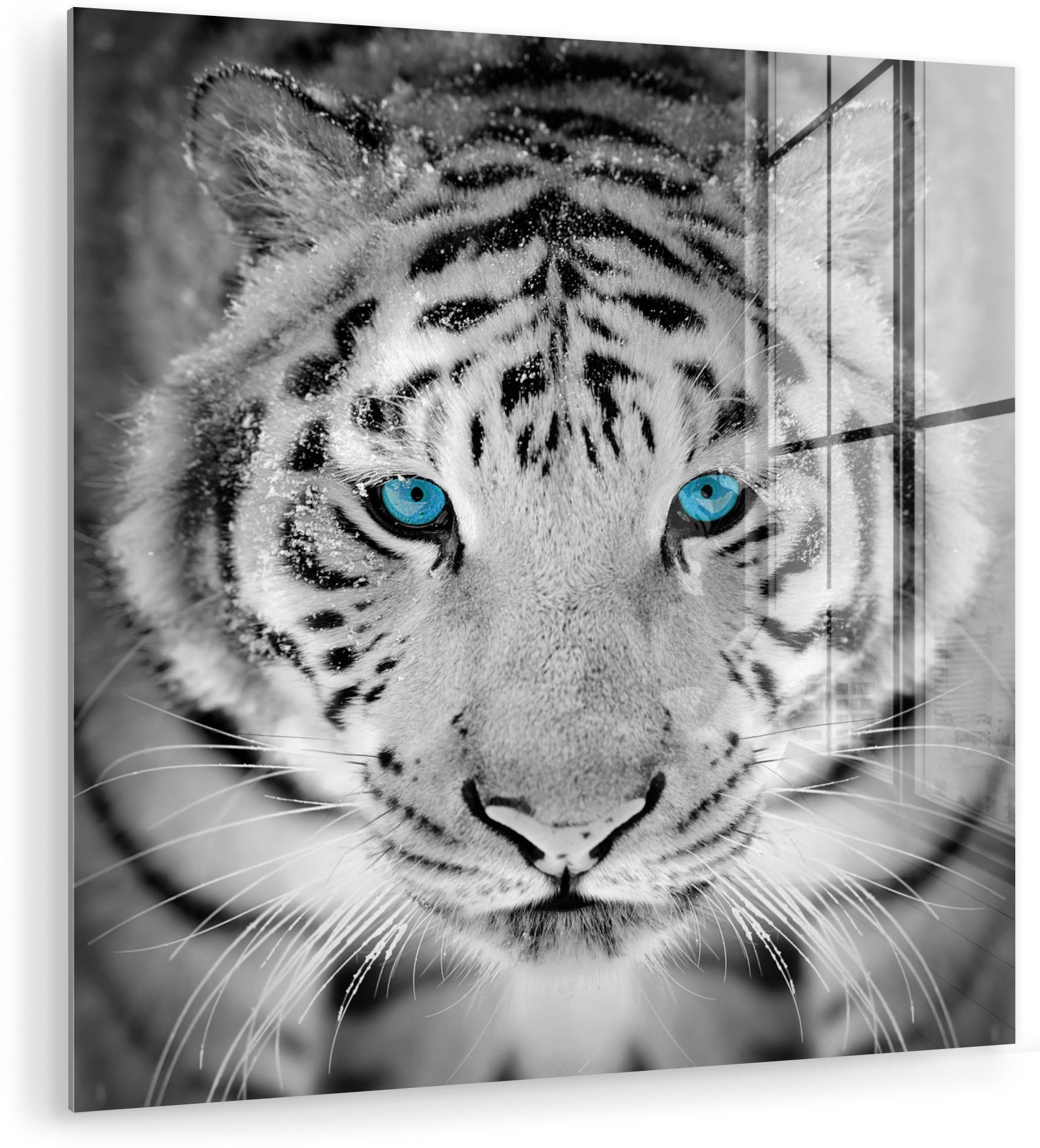 MuchoWow Acrylglasbild Tiere - Tiger - Augen - Blau - Schwarz und weiß, Inkl. Aufhängung, Bilder auf Glas Wandbild, Wanddeko Wohnzimmer Badezimmer, 20x20 cm