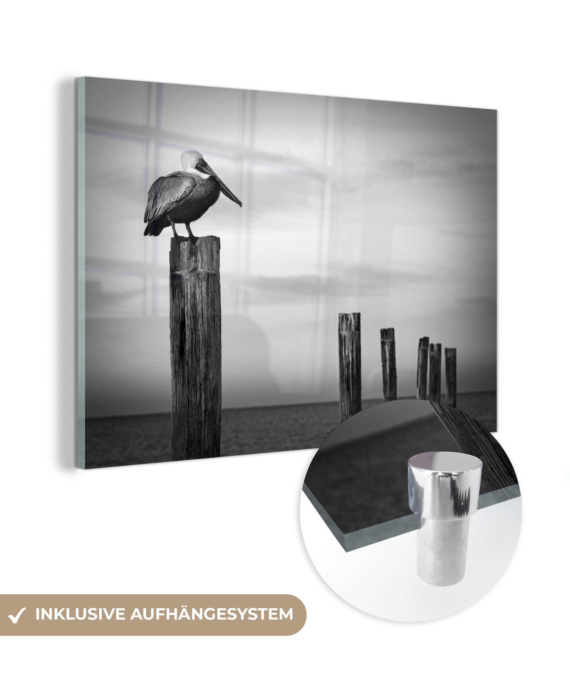 MuchoWow Acrylglasbild (1 Acrylglasbilder Schlafzimmer - - Florida Weiß, - St), Pelikan Schwarz & Wohnzimmer