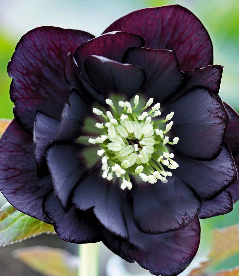 BALDUR Garten Rose Gefüllte Christrose 'Black Swan', 1 St., Weihnachtsschneerose,winterhart, reichblühend, pflegeleicht