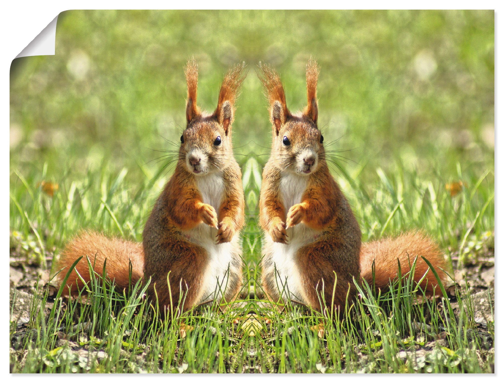 versch. Artland Leinwandbild, St), Wandbild in Alubild, Wandaufkleber Wildtiere Zwillinge, oder Größen Poster Rote als Eichhörnchen (1