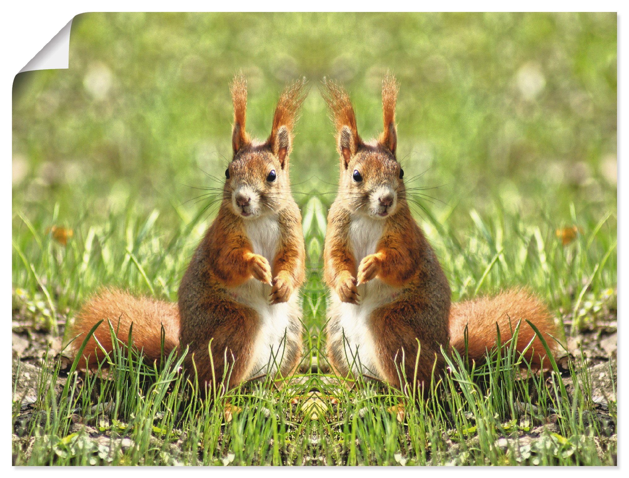 Artland Wandbild Rote oder Leinwandbild, als Alubild, in Wildtiere Eichhörnchen versch. Größen St), (1 Wandaufkleber Zwillinge, Poster