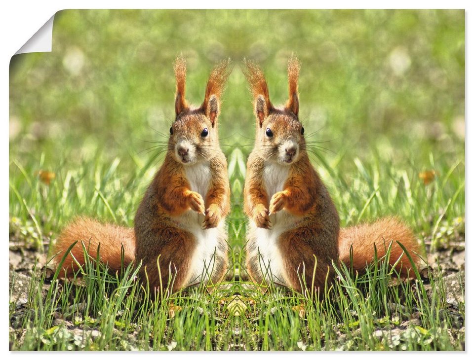 Artland Wandbild Rote Eichhörnchen Zwillinge, Wildtiere (1 St), als Alubild,  Leinwandbild, Wandaufkleber oder Poster in versch. Größen