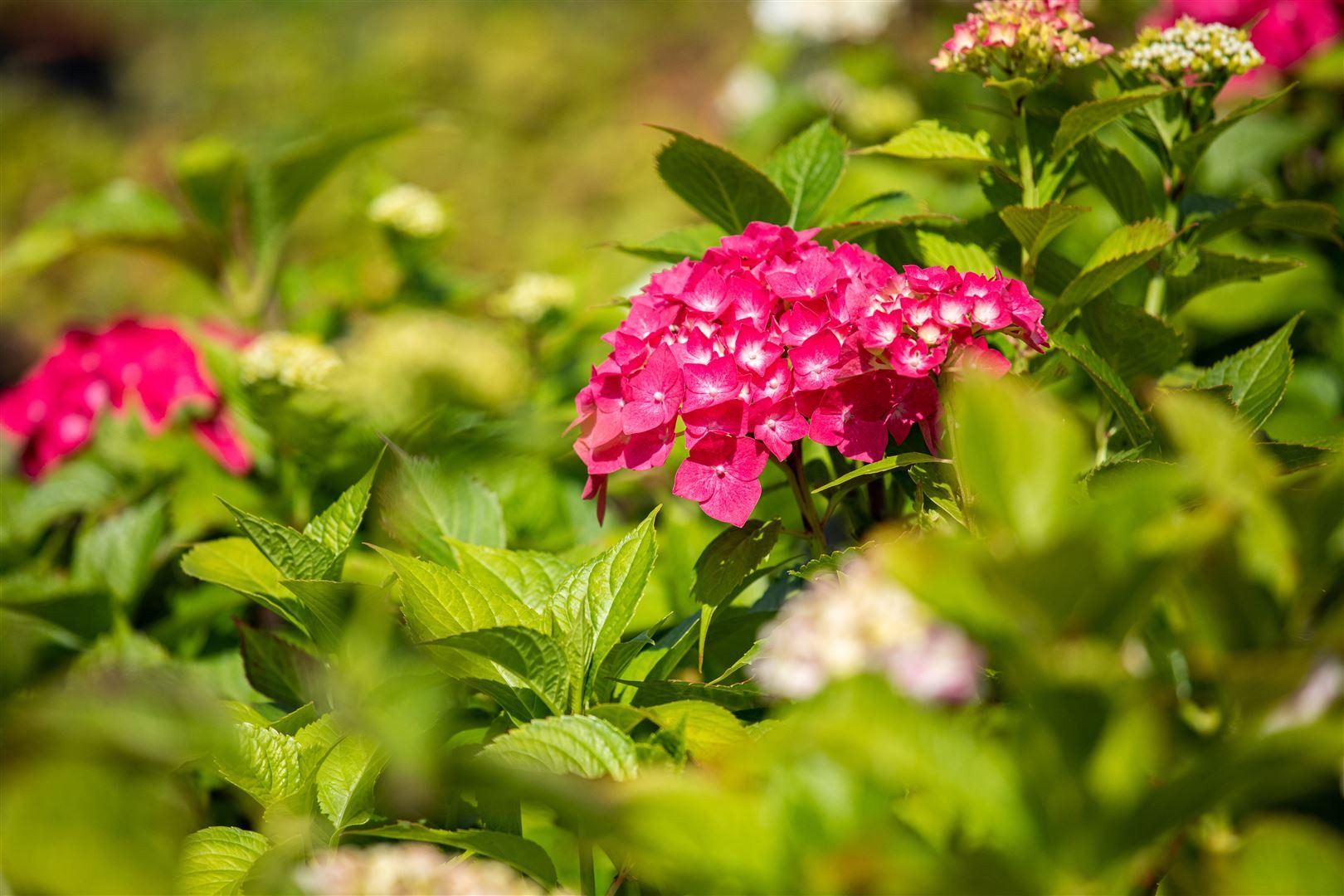 Pflanzen für Dich Gehölze Hydrangea macrophylla Freudenstein, 1 St., Bauernhortensie, Gartenhortensie