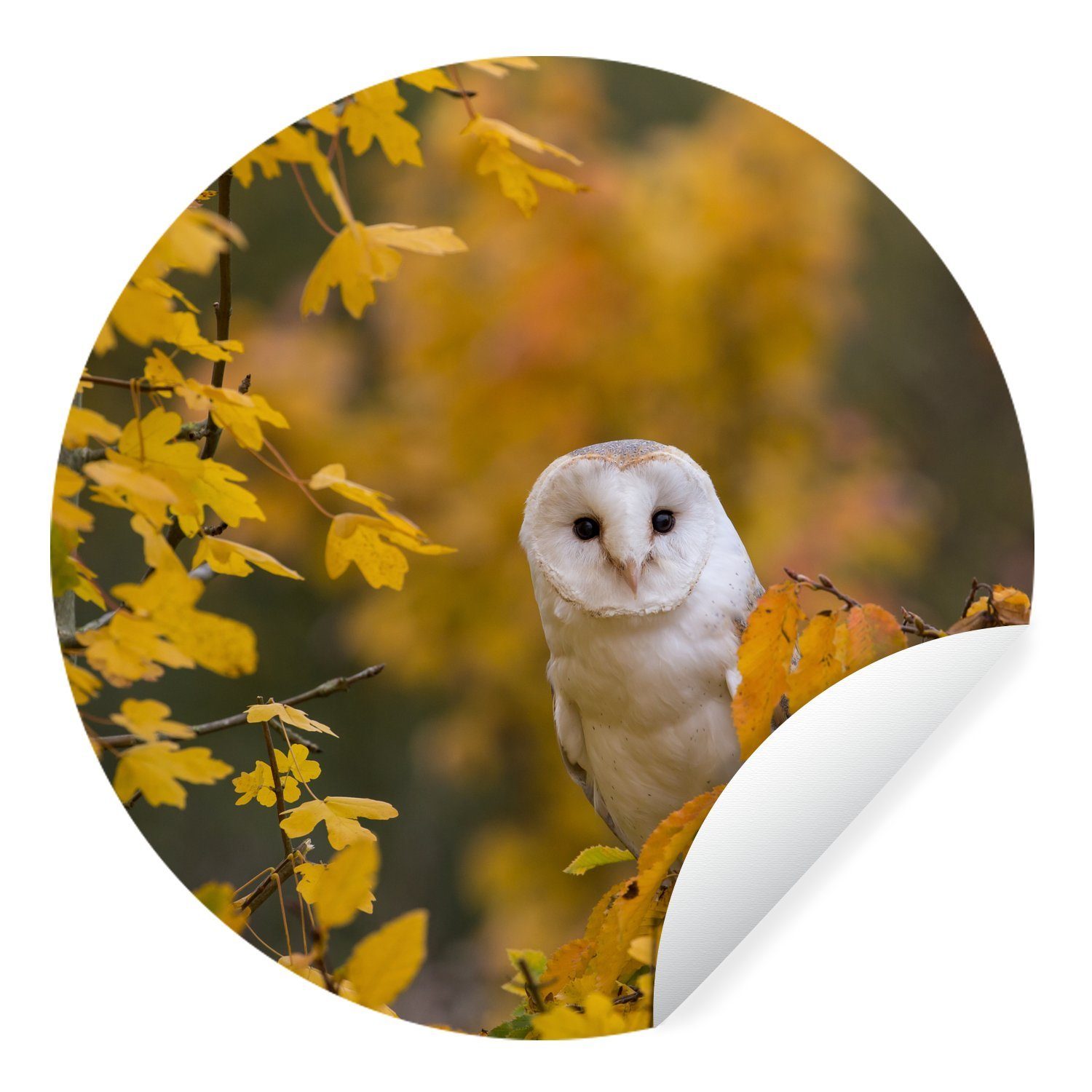 MuchoWow Wandsticker Vogel - Eule - Herbst (1 St), Tapetenkreis für Kinderzimmer, Tapetenaufkleber, Rund, Wohnzimmer