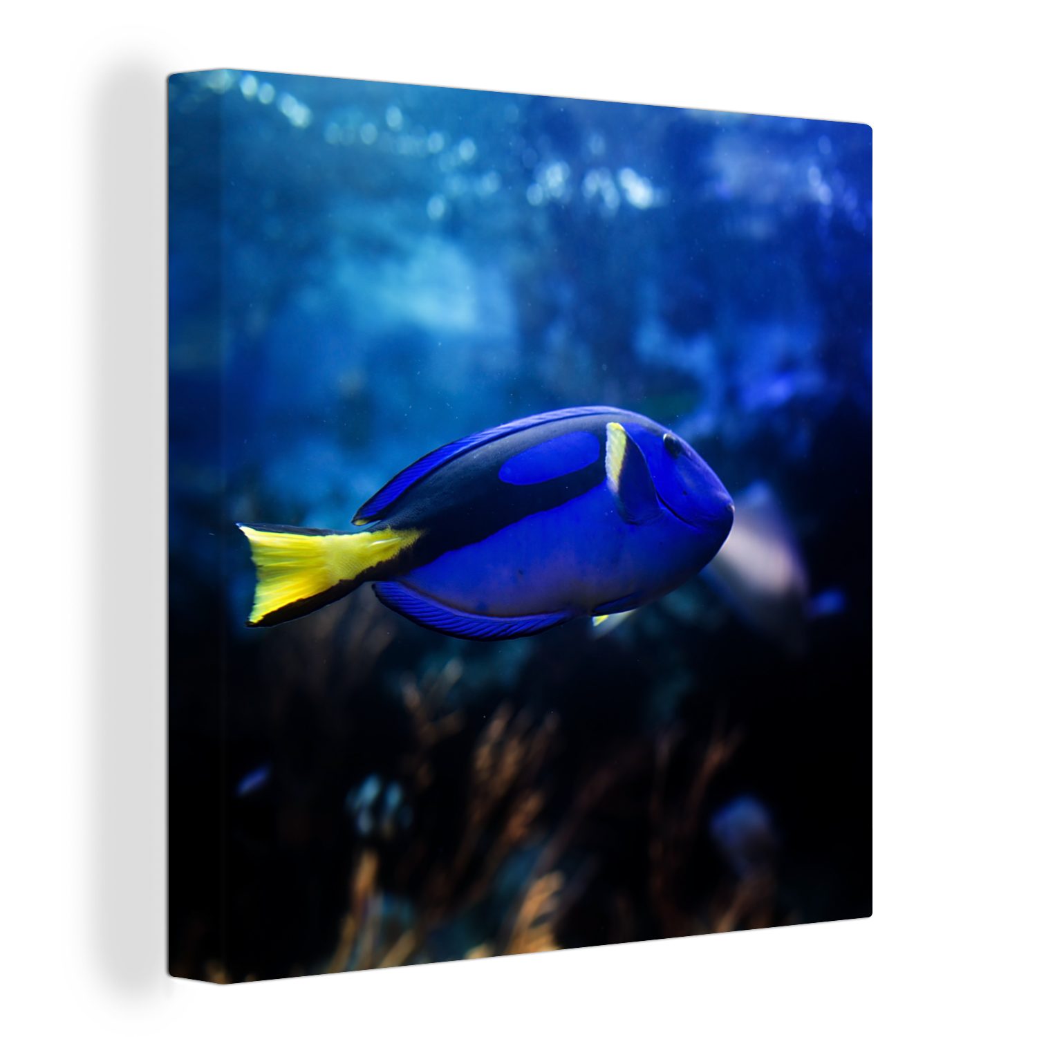 OneMillionCanvasses® Leinwandbild Blauer Fisch im Aquarium, (1 St), Leinwand Bilder für Wohnzimmer Schlafzimmer | Leinwandbilder