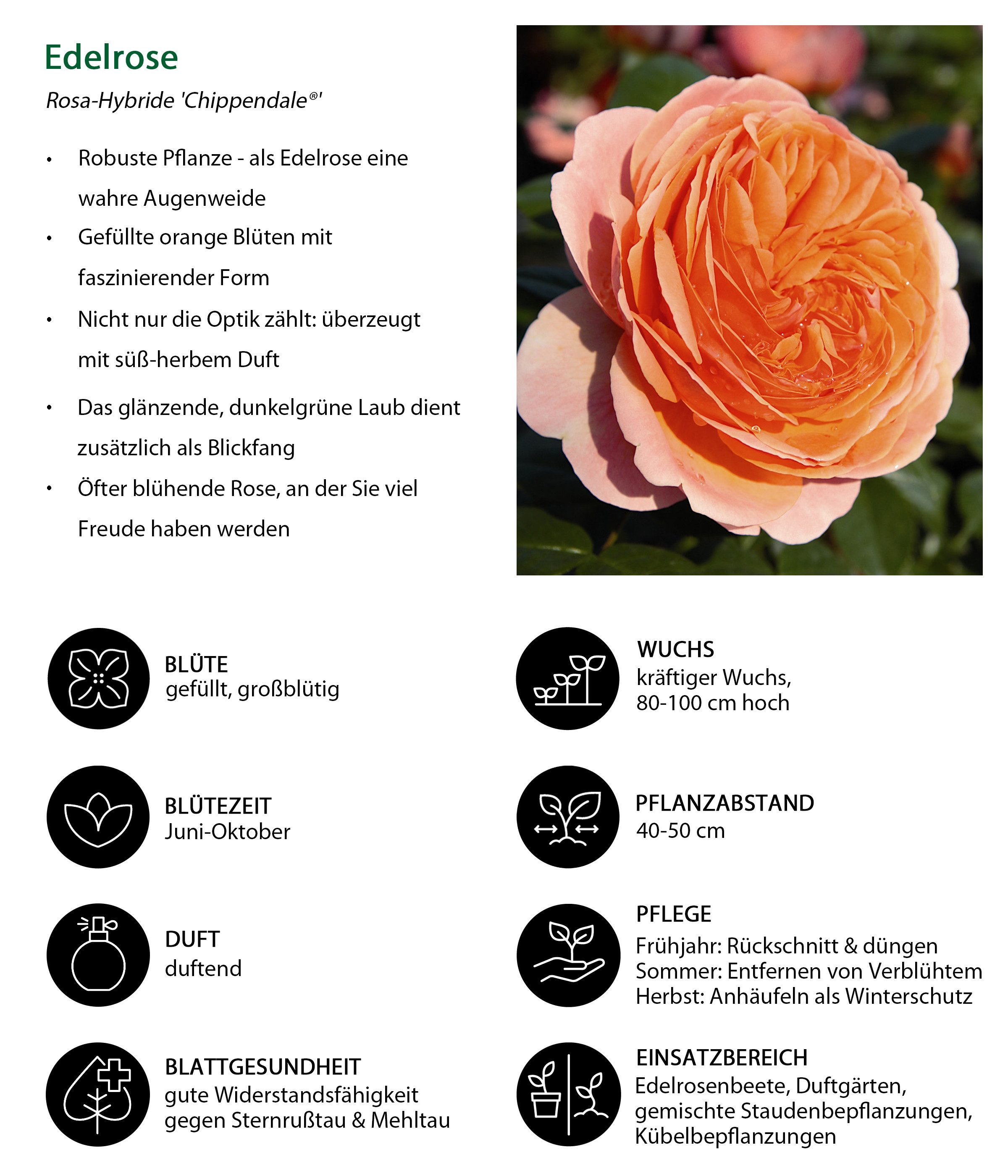 Dehner Rose Edelrose Chippendale®, apricot-rosa-orange-farbene Blüten, Züchter Tantau, mit gefüllten und duftenden Blüten