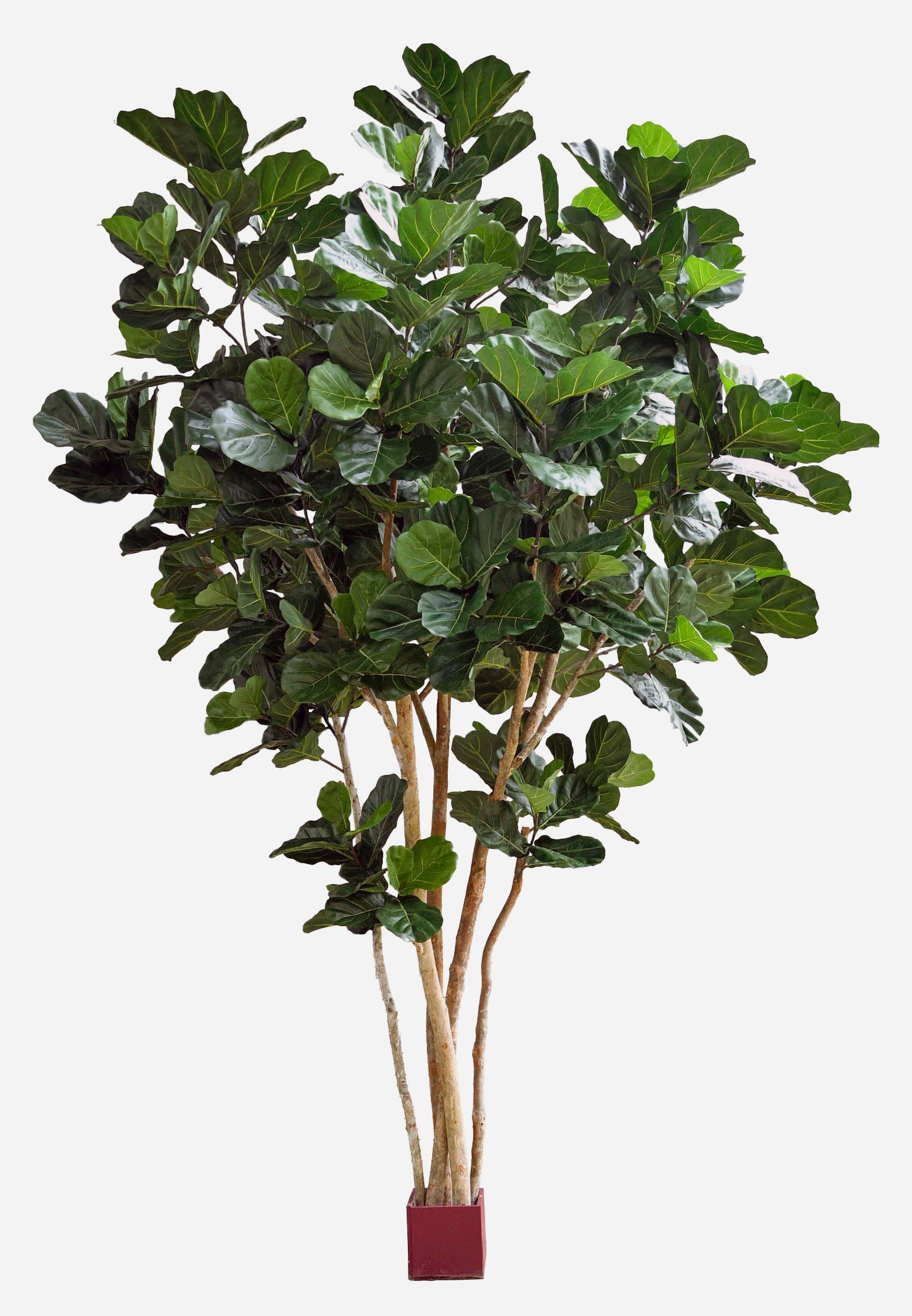 Kunstbaum Künstlicher Geigenficus Zlatan, Echtstamm, grün, 420cm Ficus (Geigenfeige), artplants, Höhe 420.0 cm