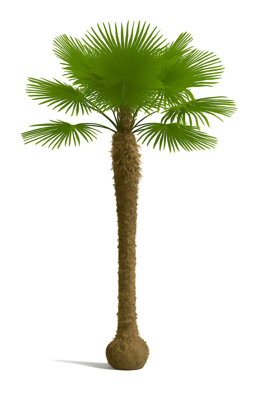 Palms-Store Baum Palme Trachycarpus fortunei – Chinesische Hanfpalme, ca. 600 cm Höhe, Stammhöhe ca. 400 cm winterhart bis –19 °C, aus Spanien