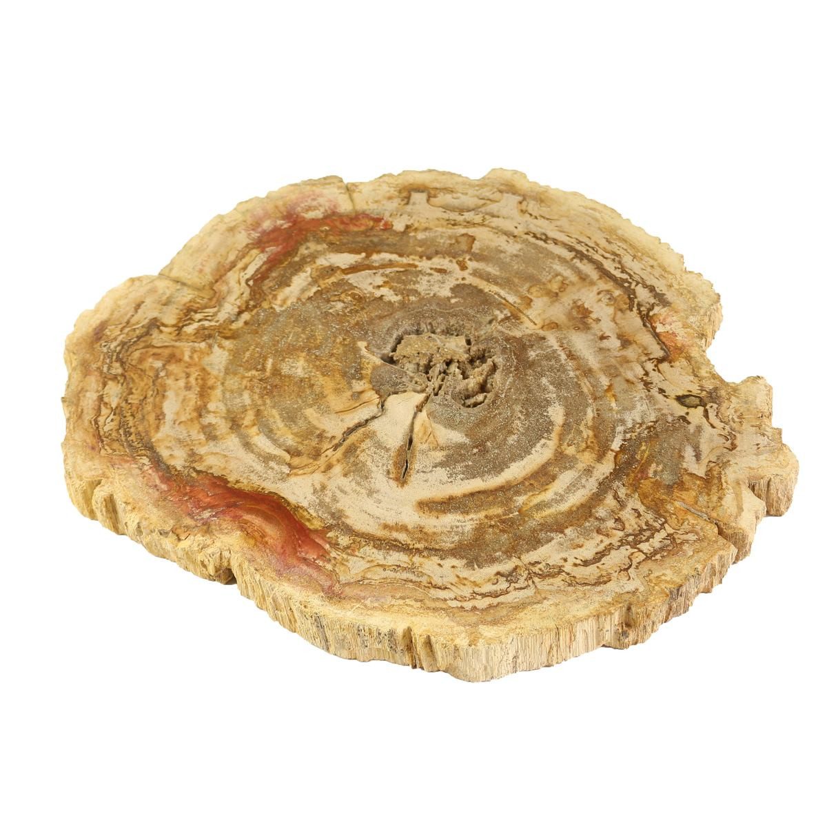 Oriental Galerie Dekotablett Fossil Platte Hell (1 St)