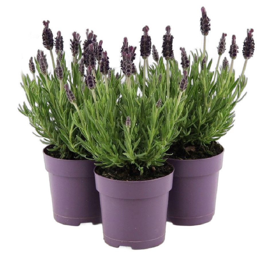 meinvipshop Kübelpflanzen Toller Schopflavendel im 3 er Set
