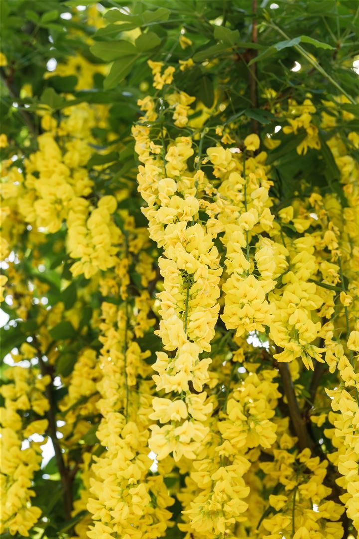 Pflanzen für Dich Gehölze Laburnum watereri Vossii, 1 St., Goldregen, Edel-Goldregen