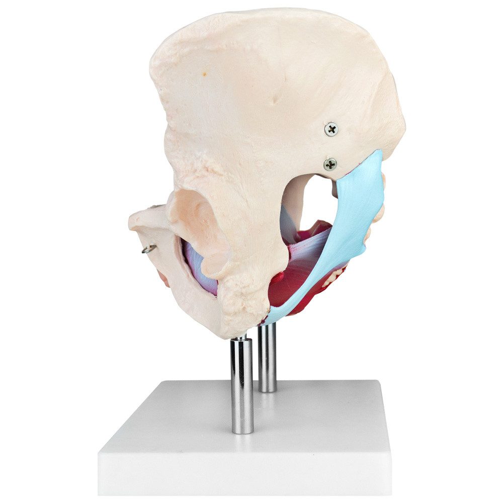 MedMod Dekoobjekt Anatomie Modell Weiblich Skelett Becken Beckenboden Beckenmodell – Bild 4 von 5