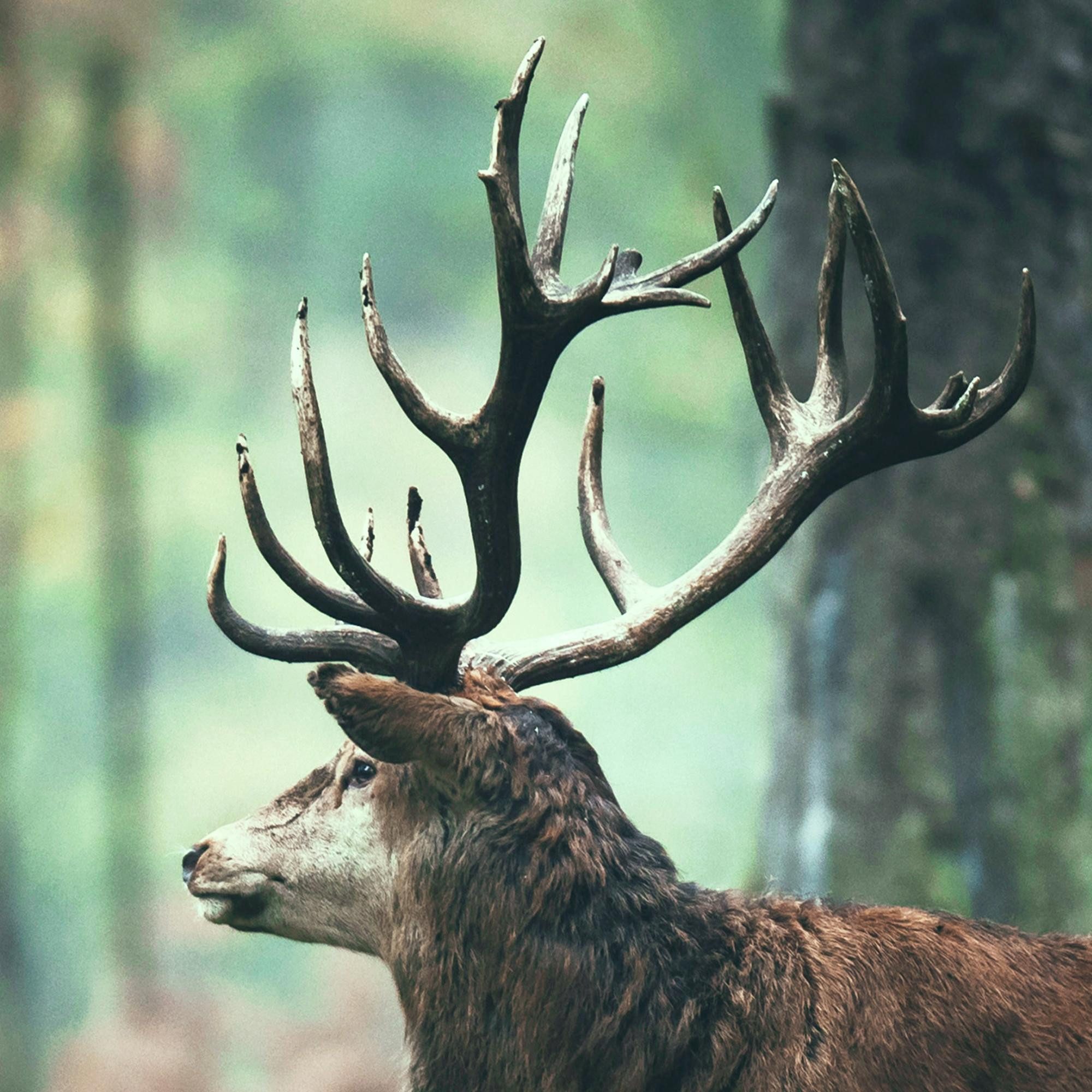 Novart Wandbild Wald Hirsch KOMPLETT AUFHÄNGFERTIG Natur Grün Wohnzimmer Schlafzimmer, Hirsch