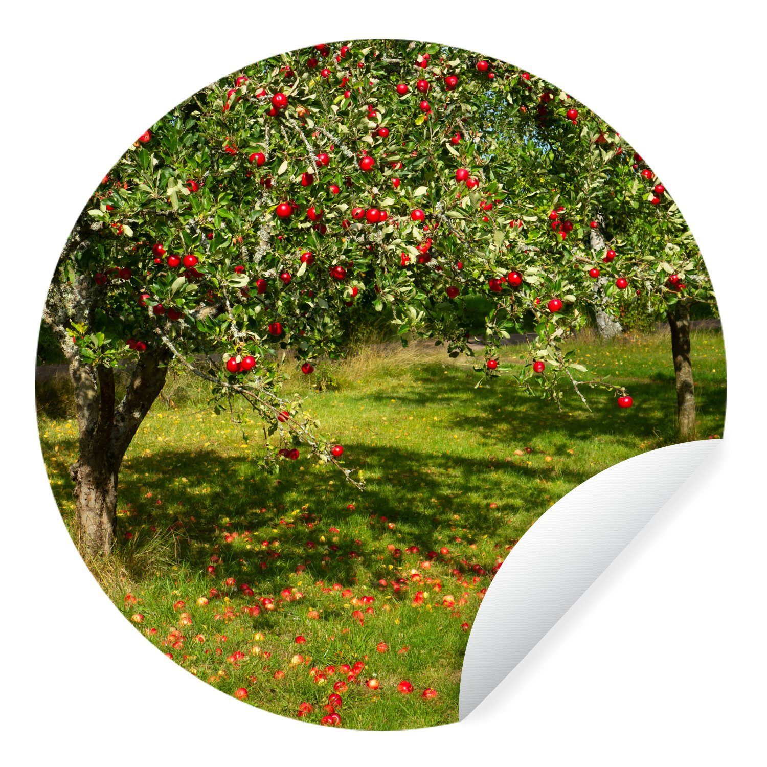 MuchoWow Wandsticker Obst - Baum - Apfel (1 St), Tapetenkreis für Kinderzimmer, Tapetenaufkleber, Rund, Wohnzimmer