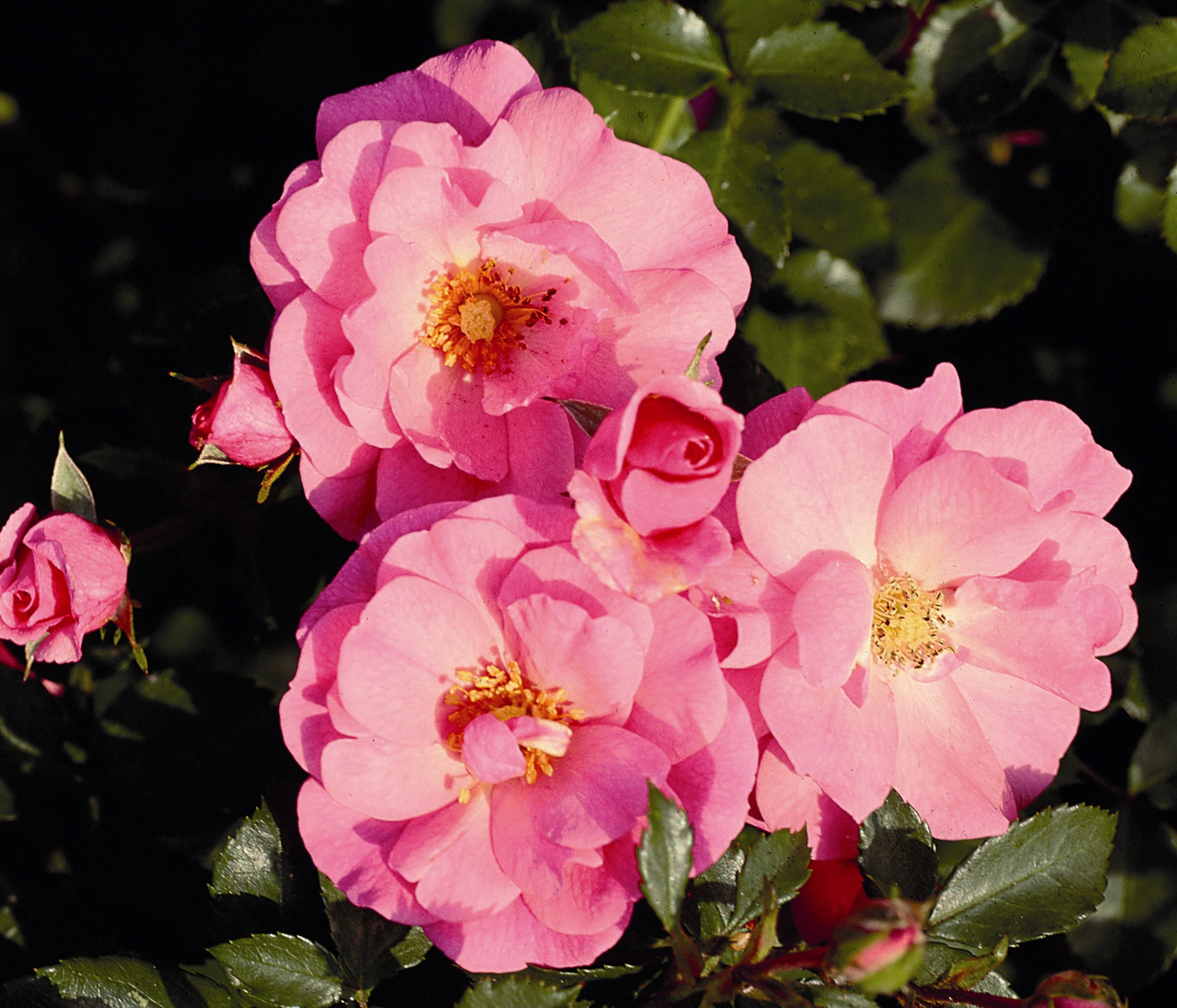Dehner Rose Rose Bodendeckerrose Mirato®, Rosa-Hybride, Stämmchen, Stämmchen mit duftenden, rosa-farbenen Blüten, Züchter Tantau