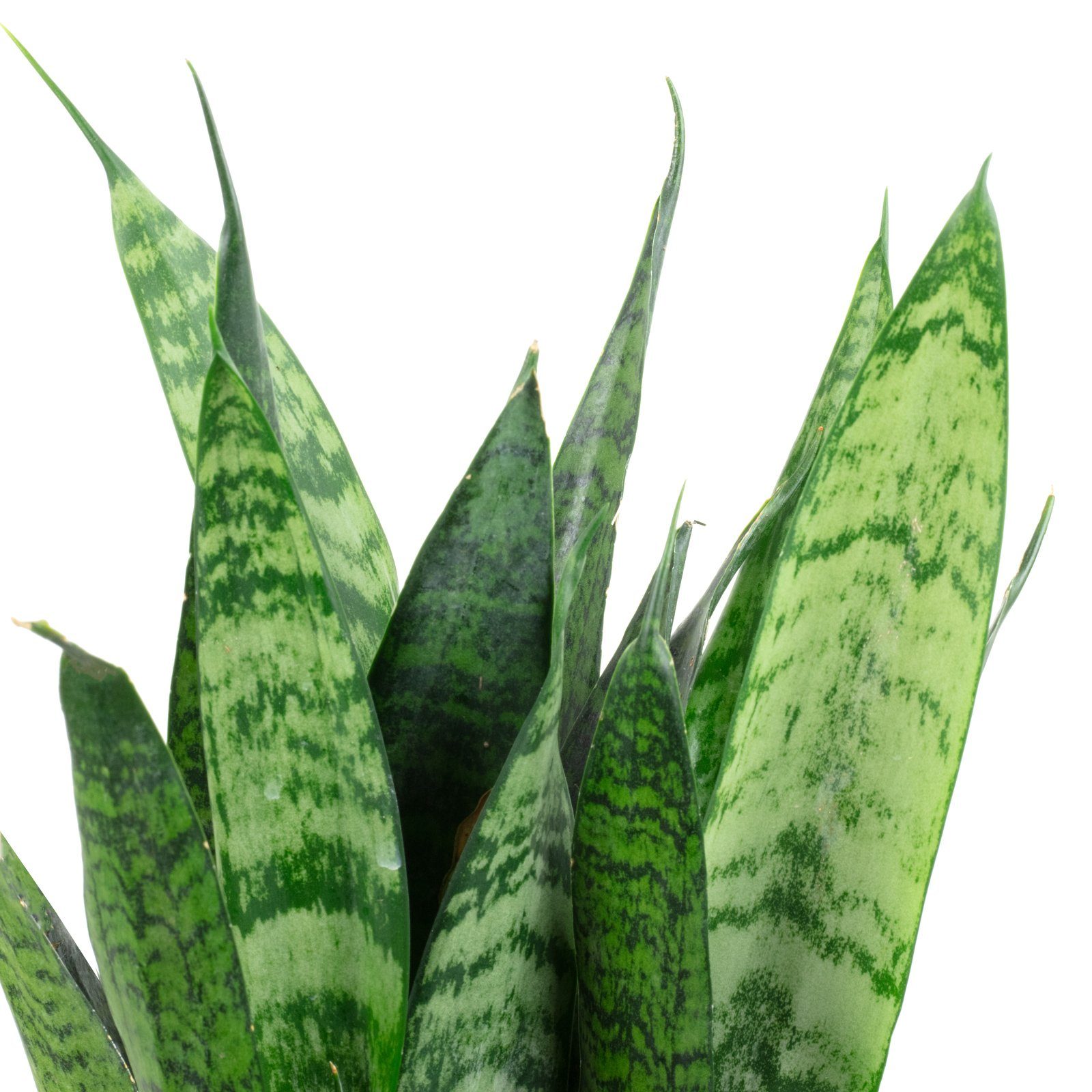 Flowerbox Zimmerpflanze Bogenhanf - Sansevieria trifasciata Black Coral, 2er-Set, pflegeleicht - Höhe ca. 35 cm, Topf-Ø 12 cm