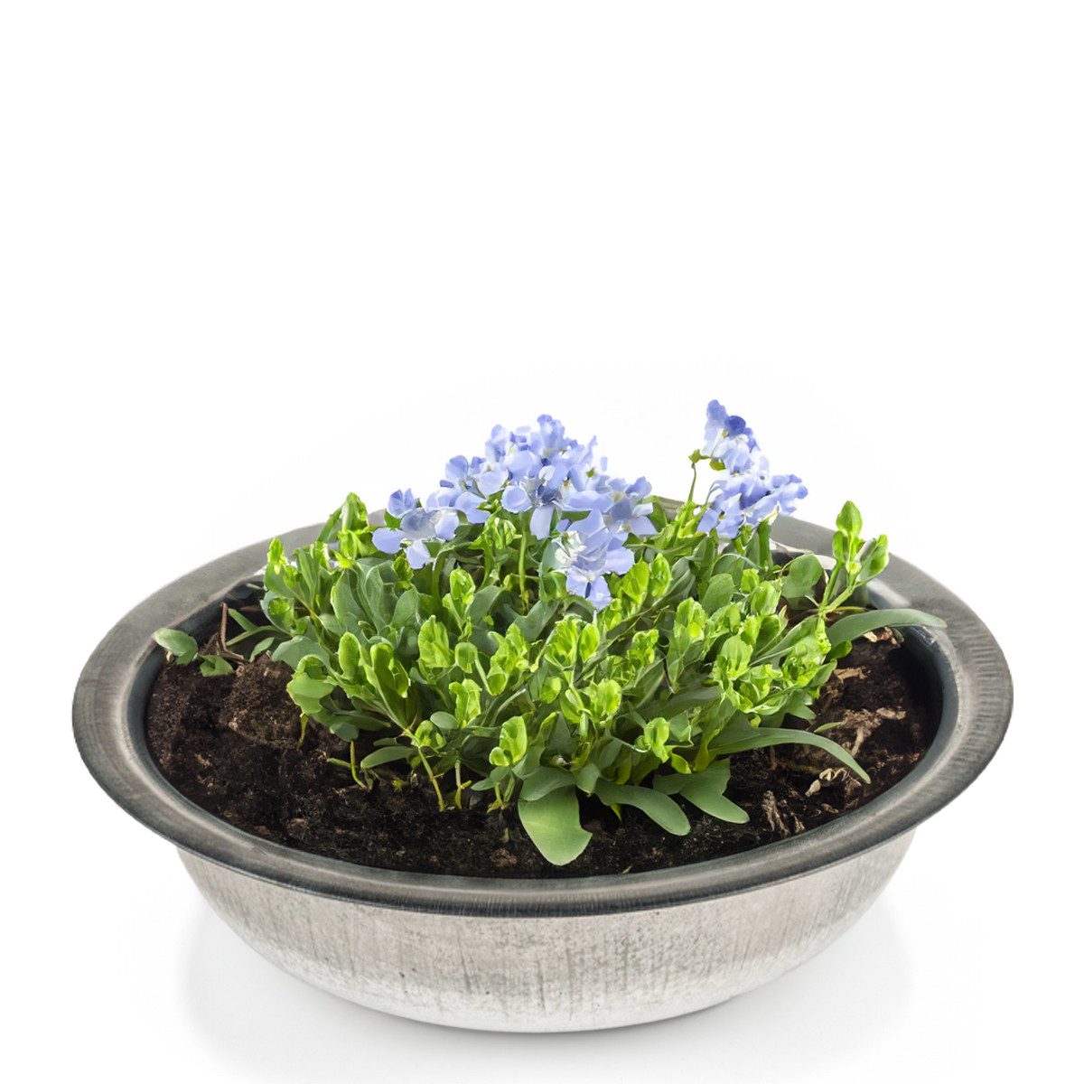 matches21 HOME & HOBBY Blumentopf Zinkwanne Zink-Schale als runde Pflanzschale Deko-Schale 35 x 8,5 cm (1 St), Metall-Schale als Garten Pflanzkübel Blumenschale für draußen