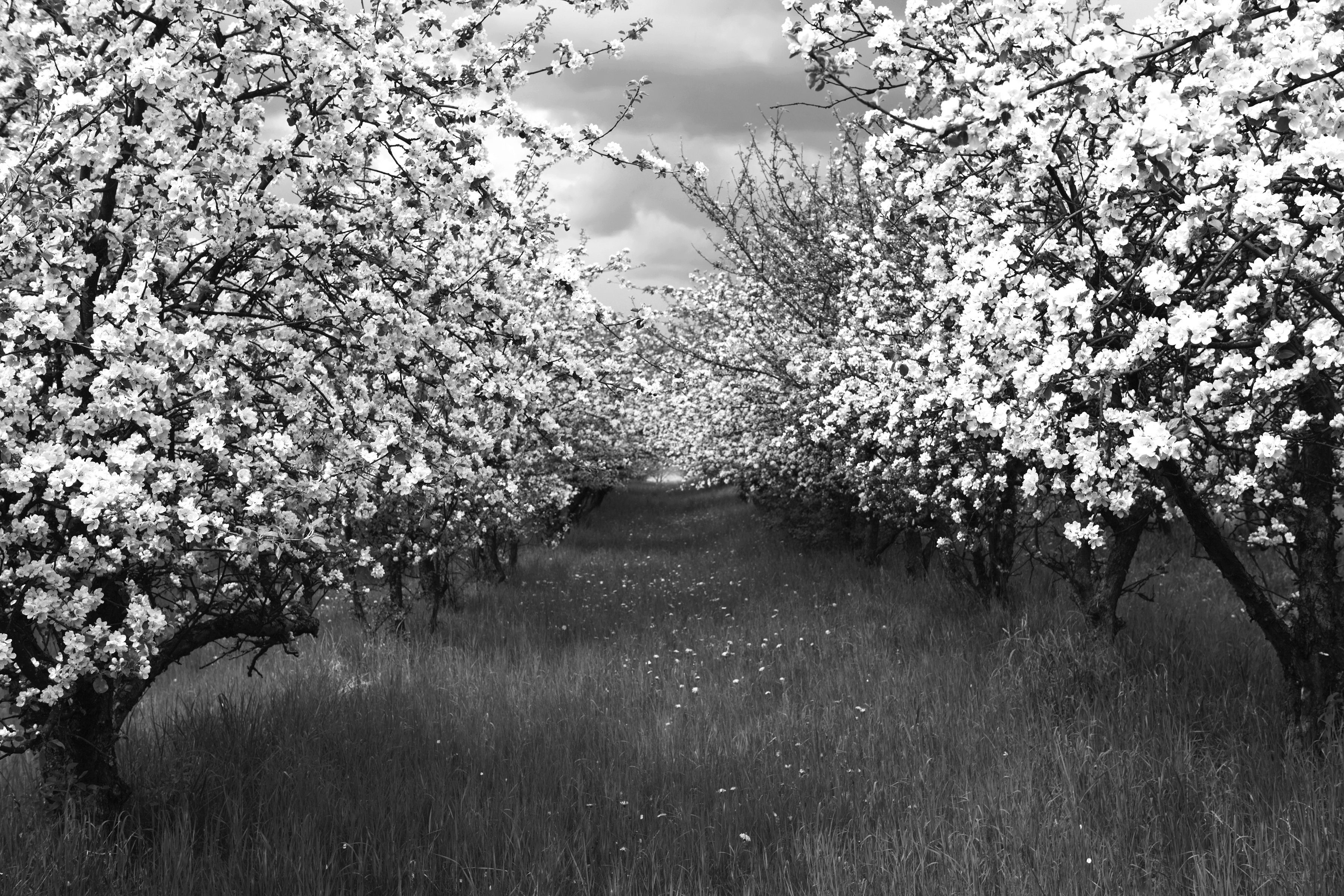 Weiß Baumplantage Fototapete Papermoon & Schwarz
