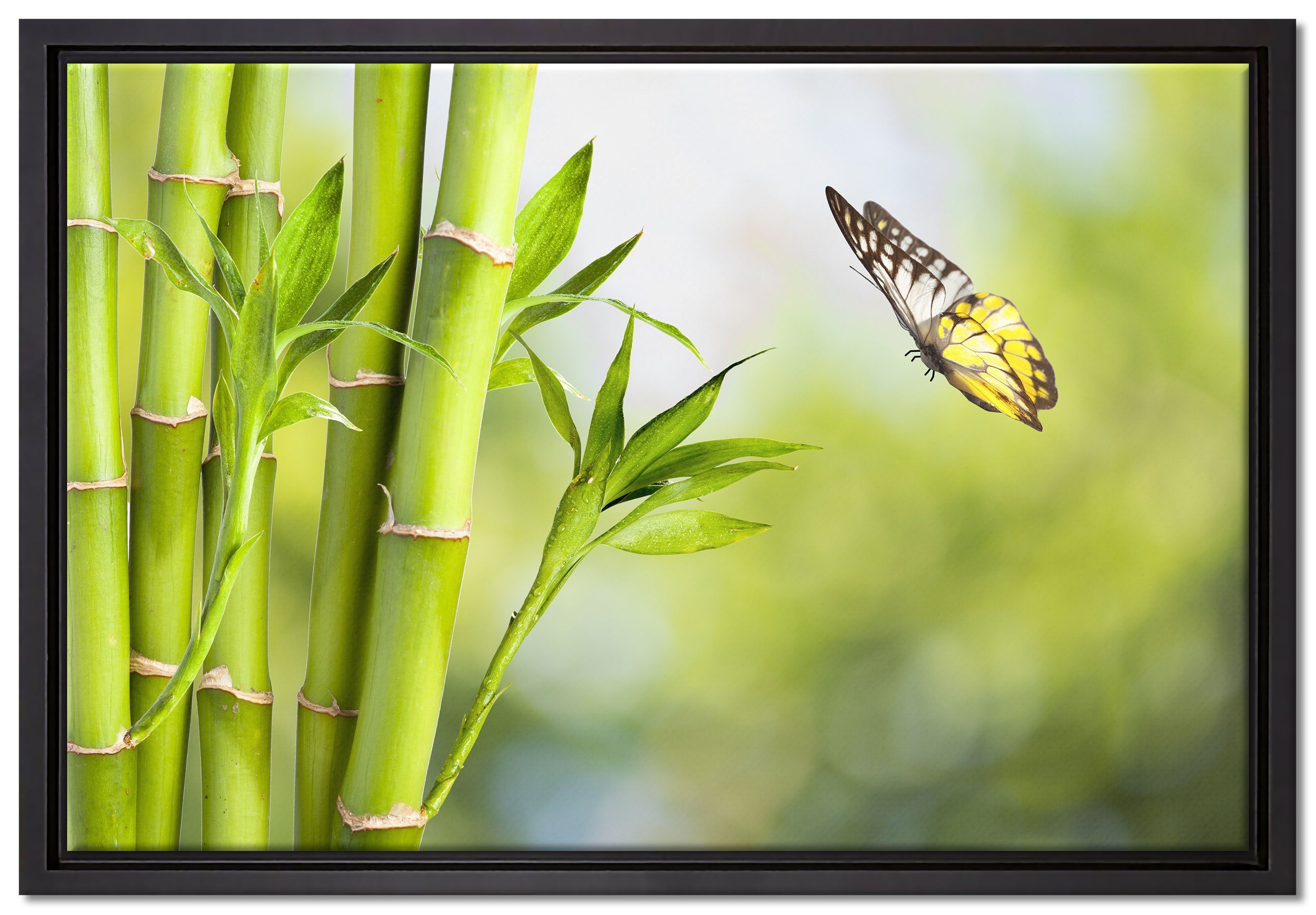 Leinwandbild Pixxprint fertig bespannt, Wanddekoration Bambus einem gefasst, mit Schattenfugen-Bilderrahmen Zackenaufhänger in Leinwandbild Schmetterling, St), inkl. (1