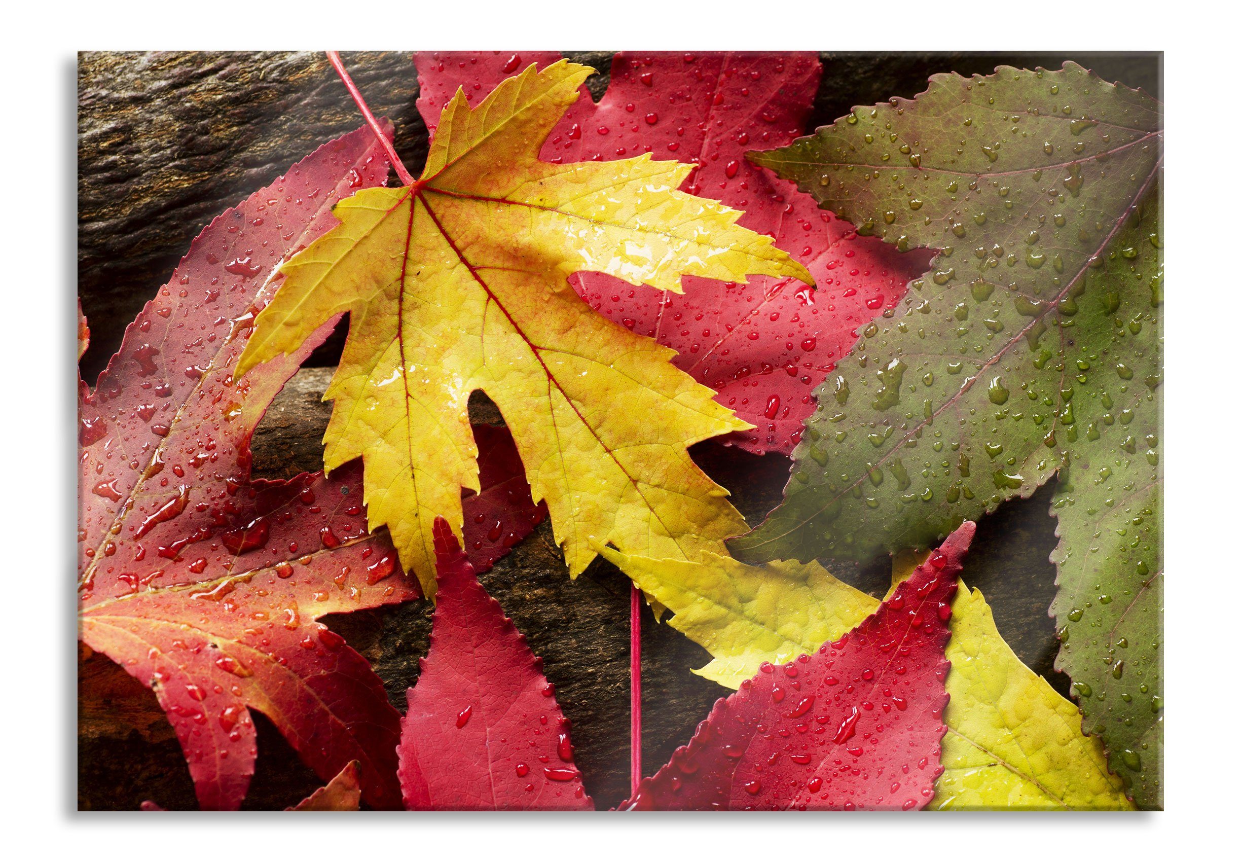 Glasbild Bunte Herbstblätter