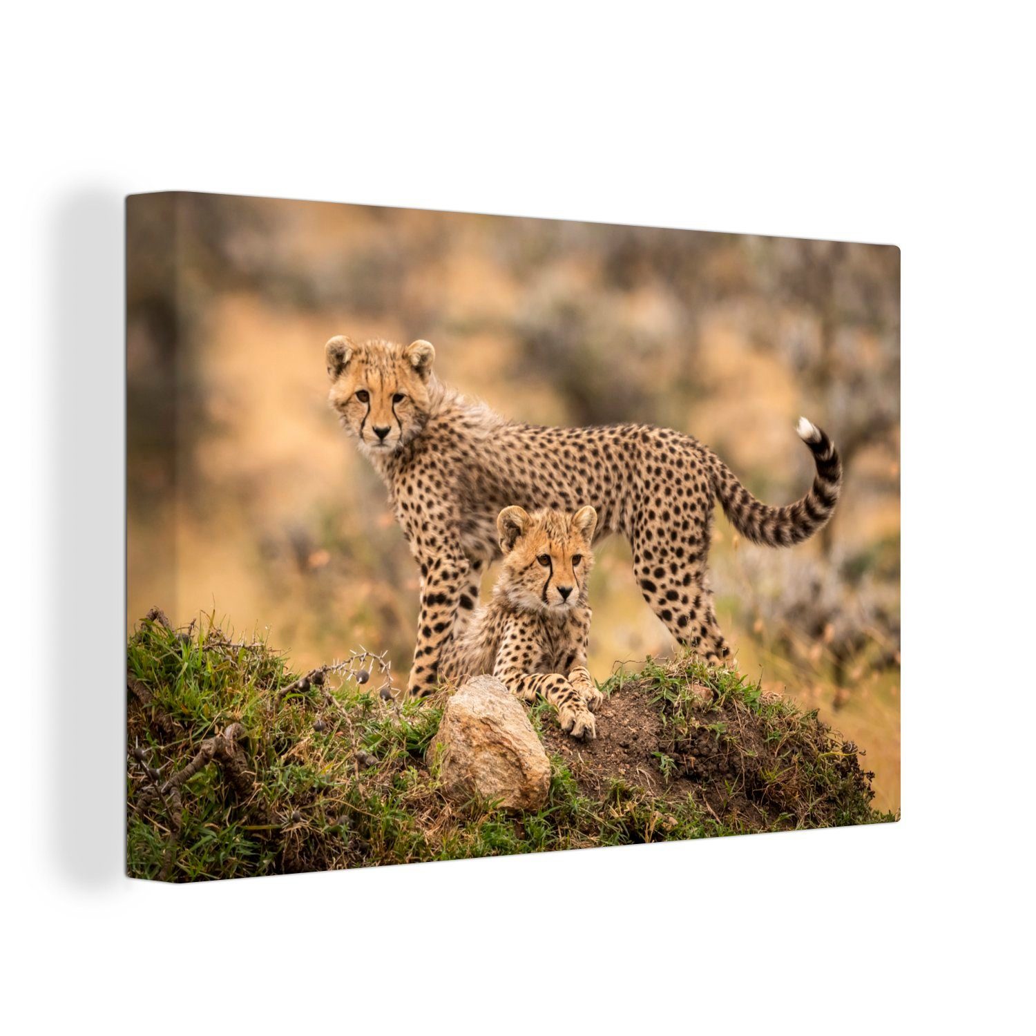Aufhängefertig, Wanddeko, 30x20 - Leinwandbild Natur, Leopard Wandbild St), - Leinwandbilder, Jungtier (1 cm OneMillionCanvasses®