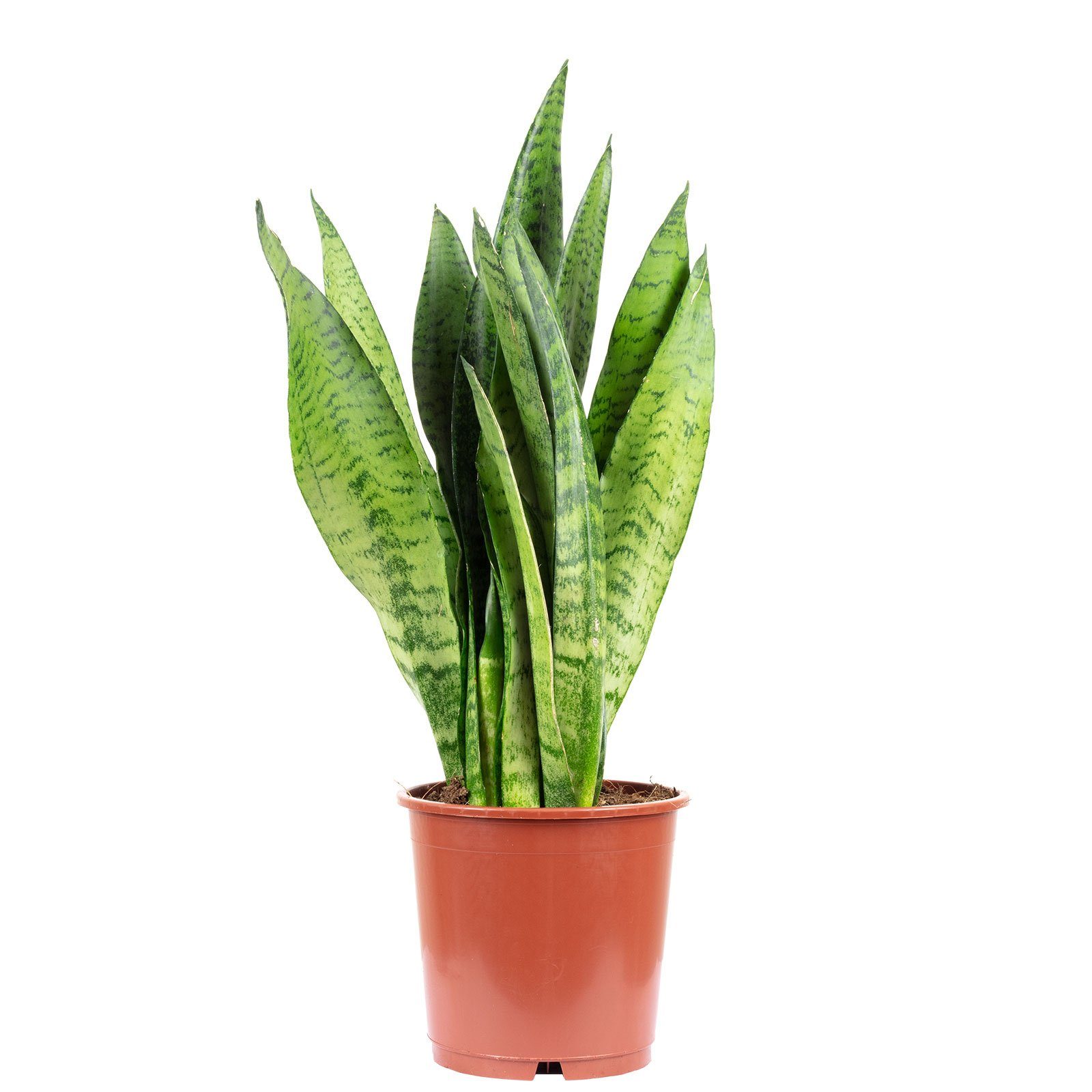 Flowerbox Zimmerpflanze Bogenhanf - Sansevieria zeylanica, - Höhe ca. 45 cm, Topf-Ø 14 cm