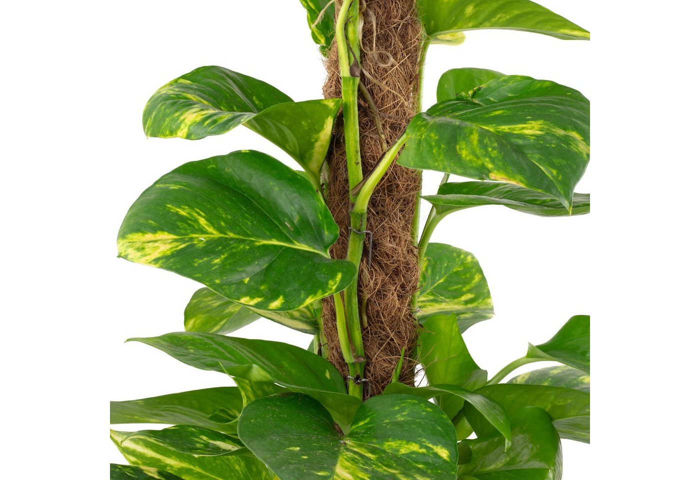 Thumbnail - Flowerbox Zimmerpflanze Efeutute am Moosstab - Epipremnum aureum, - Höhe ca. 50 cm, Topf-Ø 15 cm