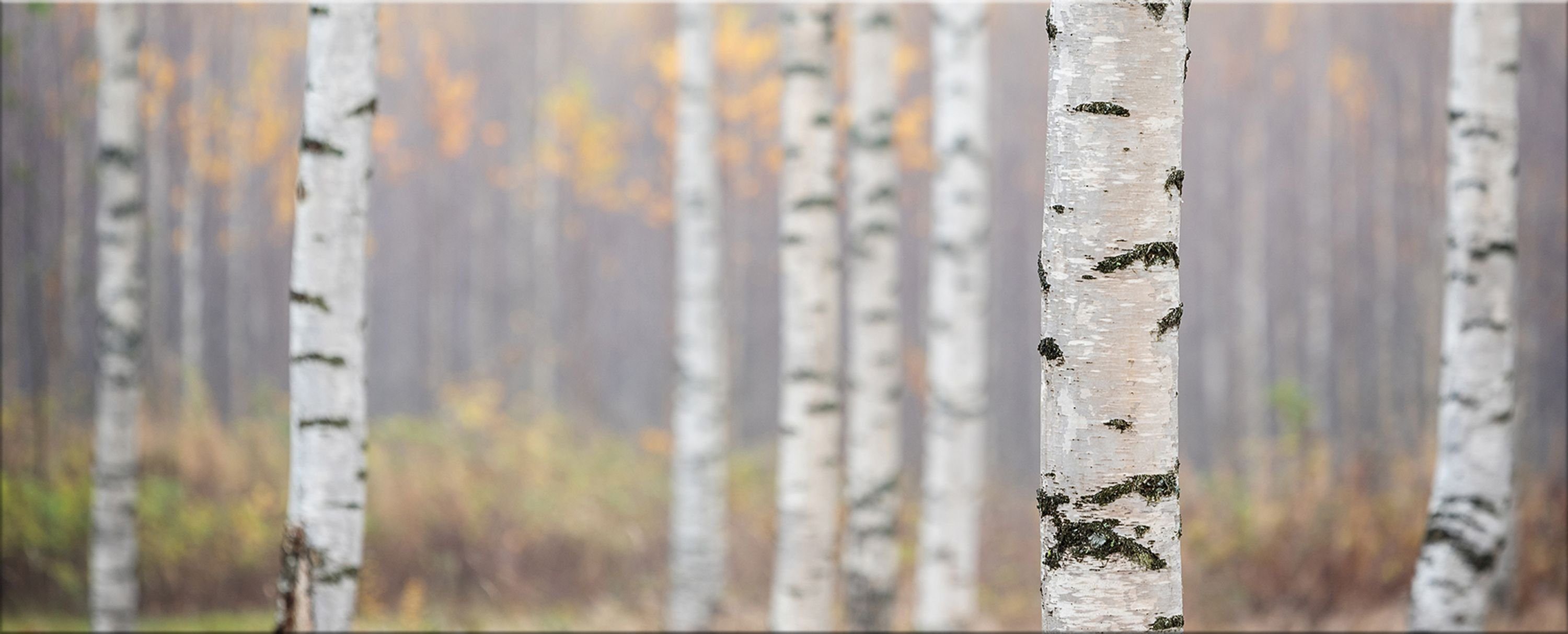 artissimo Glasbild Glasbild XXL 125x50 cm Bild aus Glas Wandbild groß Birken-Wald Bäume, Boho-Style: Birkenwald