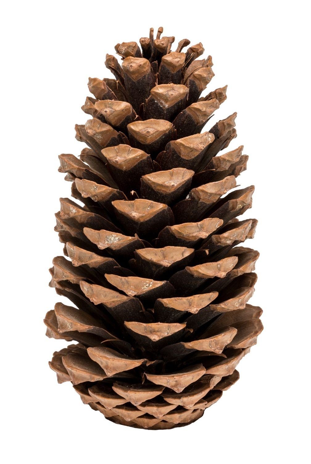 NaDeco Bastelnaturmaterial Pinus maritima, 14-18cm Tannenzapfen