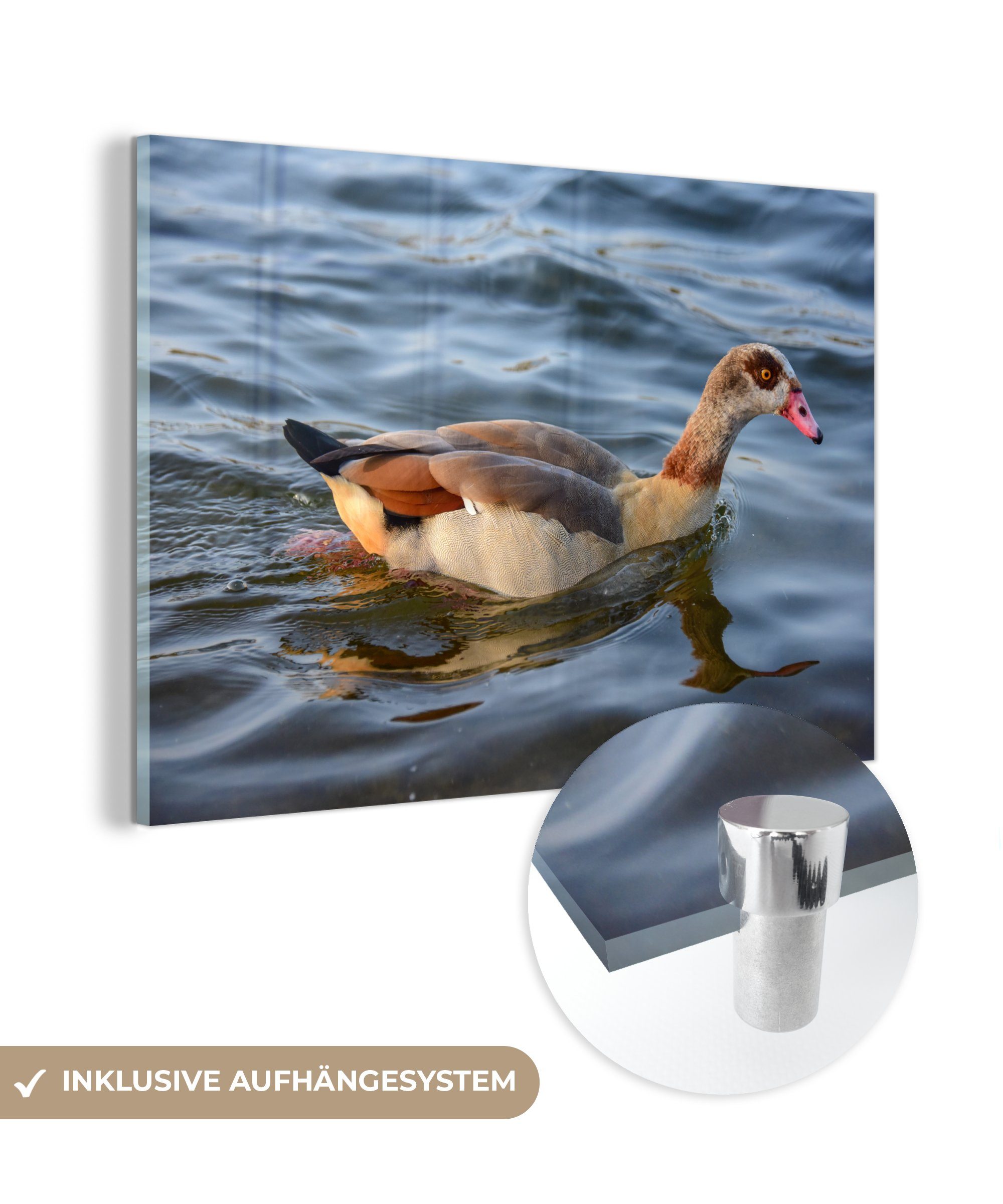 MuchoWow Acrylglasbild Nilgans in einem Pfund, (1 St), Acrylglasbilder Wohnzimmer & Schlafzimmer