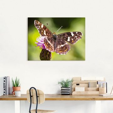 Artland Leinwandbild Sommer, Schmetterlinge (1 St), auf Keilrahmen gespannt