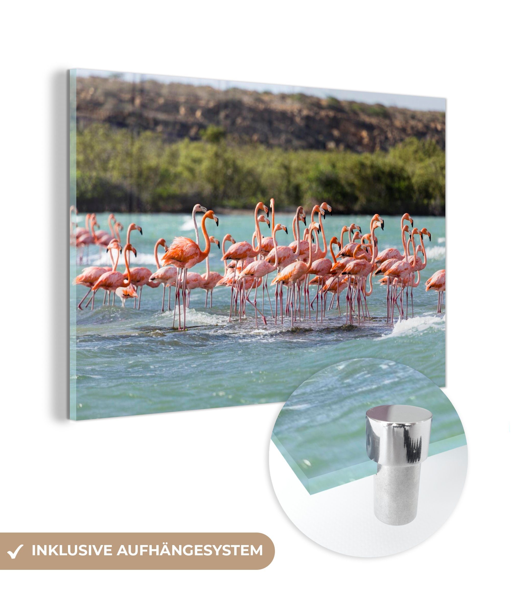 MuchoWow Acrylglasbild Eine große Gruppe von roten Flamingos steht im Wasser, (1 St), Acrylglasbilder Wohnzimmer & Schlafzimmer