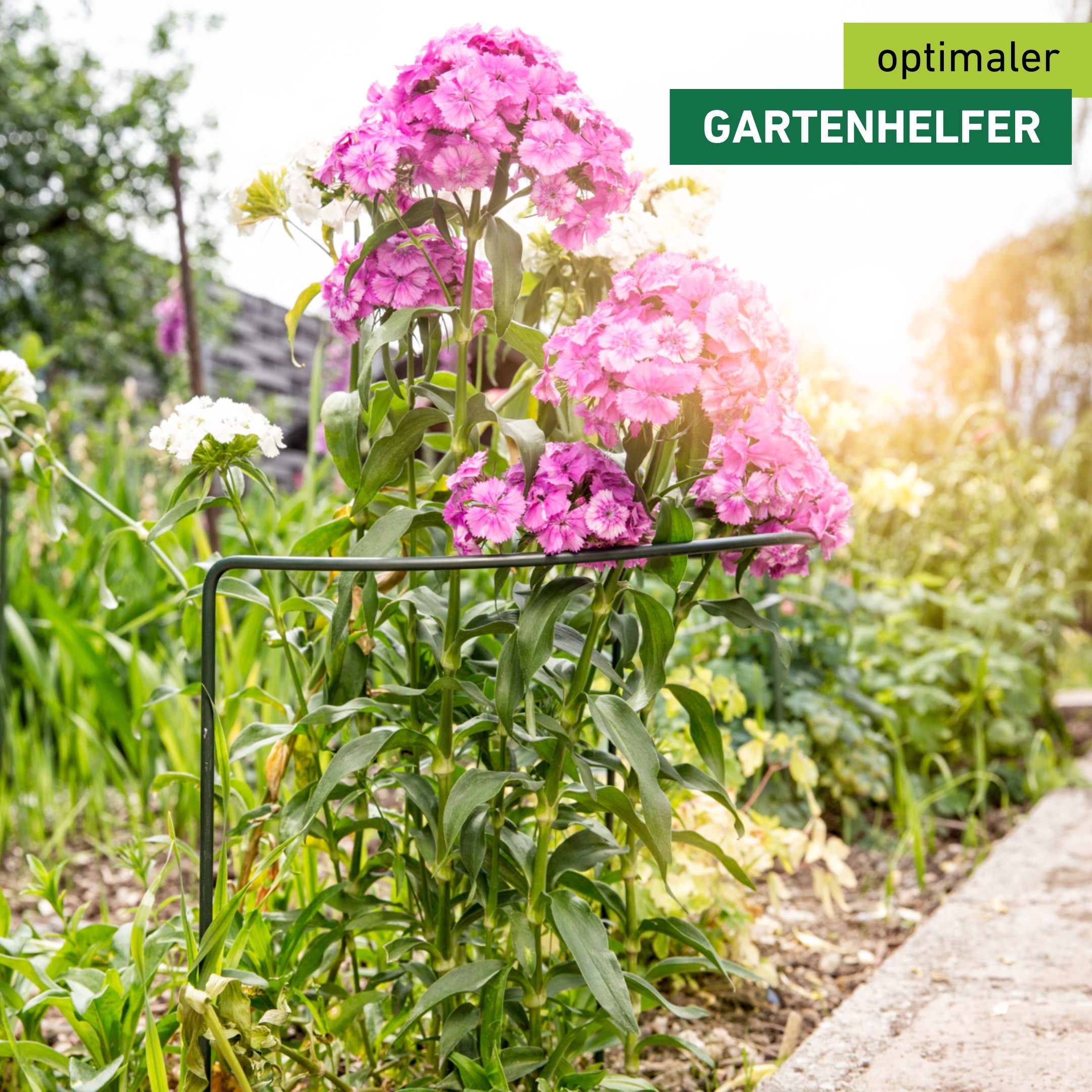 Windhager Rankhilfe für optimalen Pflanzenwuchs, Staudenstütze, 1 St., Pflanzstab erhältlich in unterschiedlichen Größen