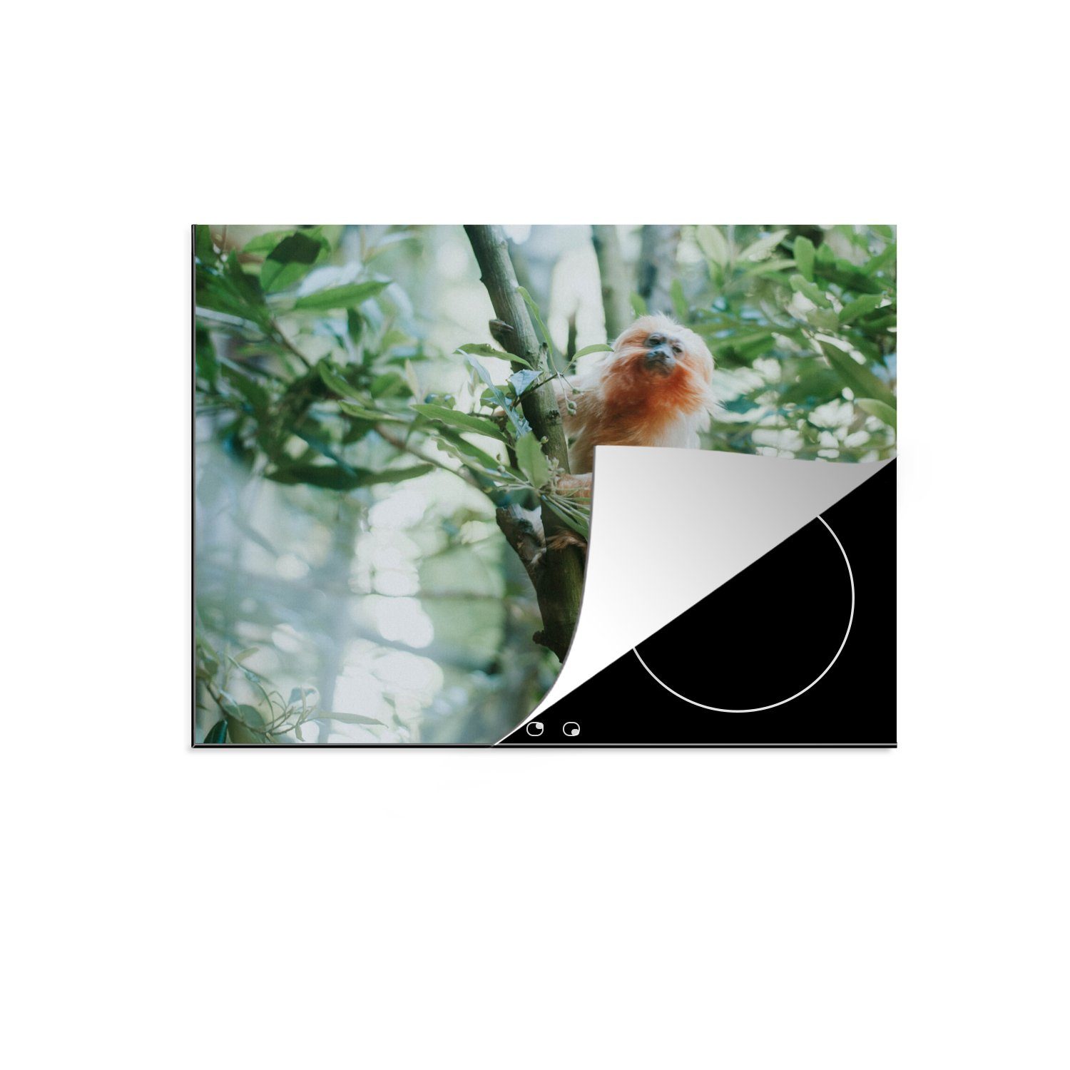 MuchoWow Herdblende-/Abdeckplatte Zwergseidenäffchen im Baum, Vinyl, (1 tlg), 70x52 cm, Mobile Arbeitsfläche nutzbar, Ceranfeldabdeckung