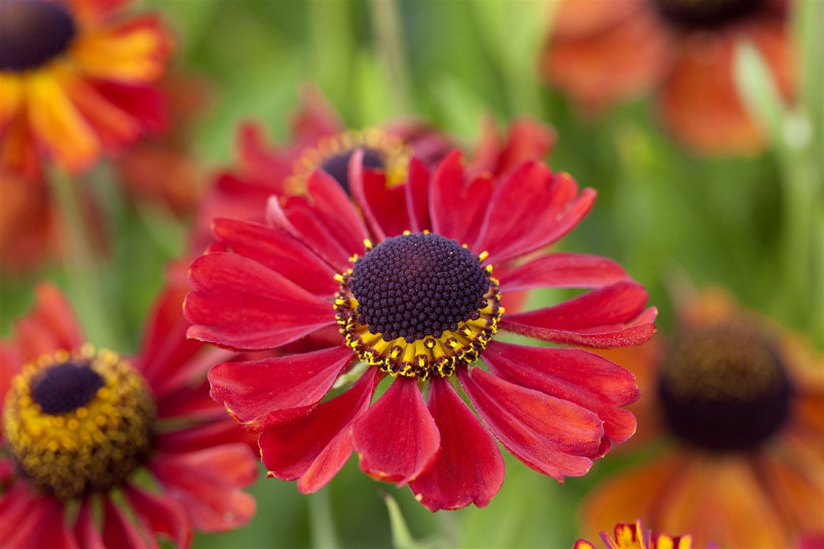Pflanzen für Dich Staude Helenium 'Kupferzwerg', 1 St., Sonnenbraut, Garten-Sonnenbraut