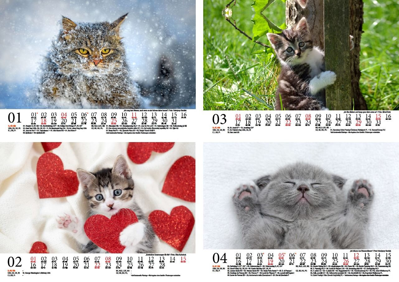 Thumbnail - Seelenzauber Wandkalender Tierzauber lustige Katzen DIN A5 Kalender für 2026 Lustige Katzen